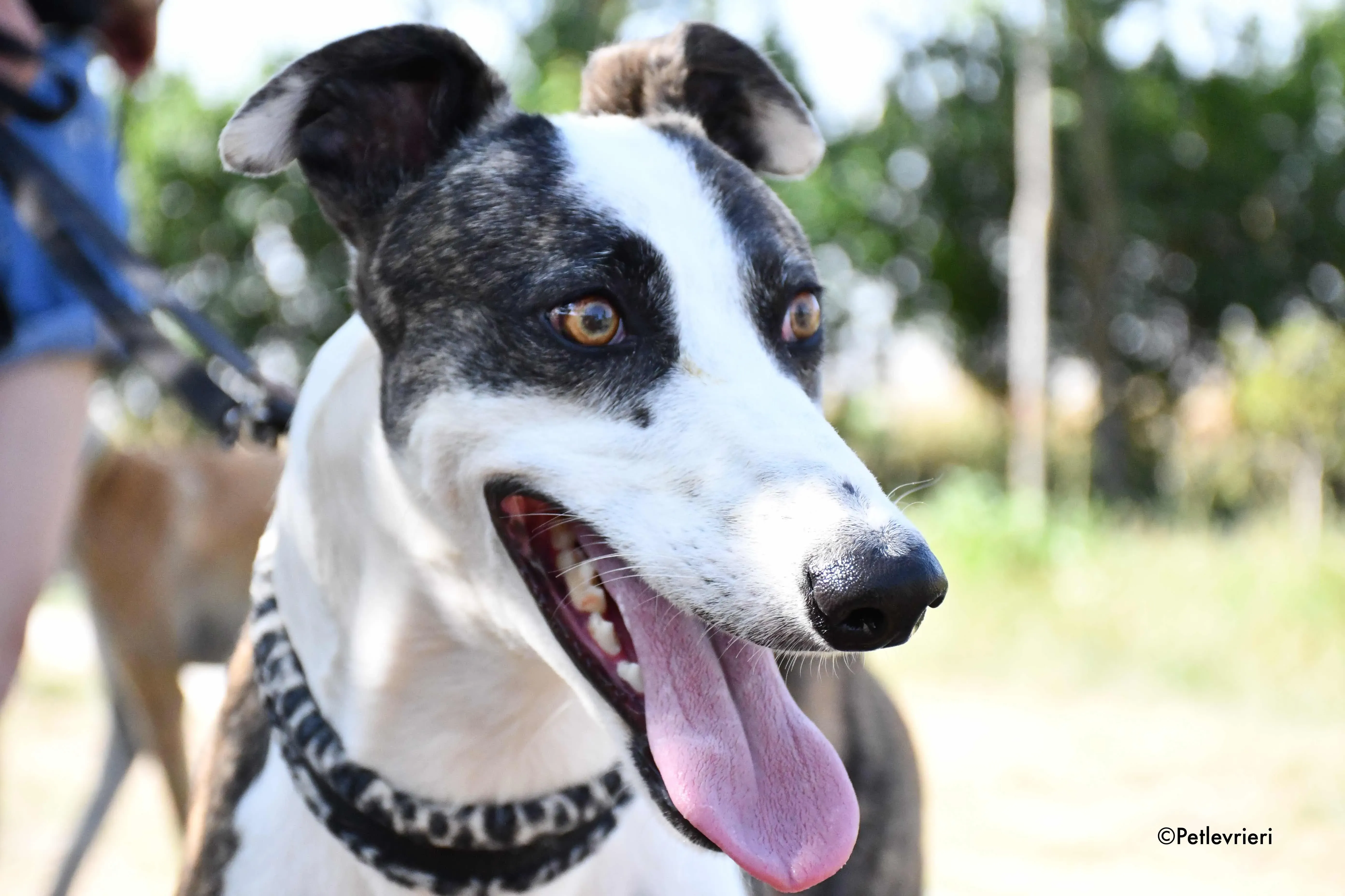 thai adozione levrieri galgo 1