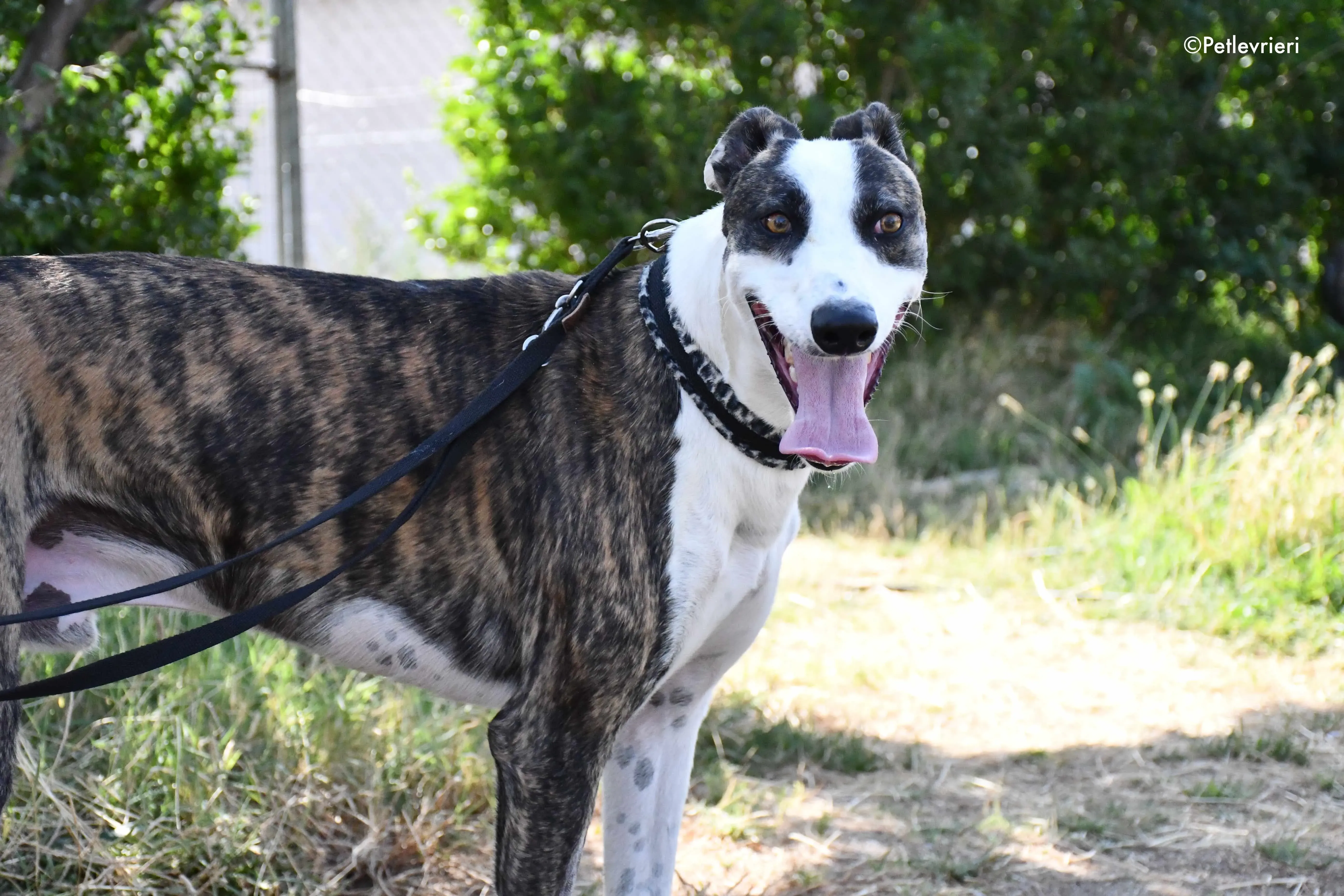 thai adozione levrieri galgo 10