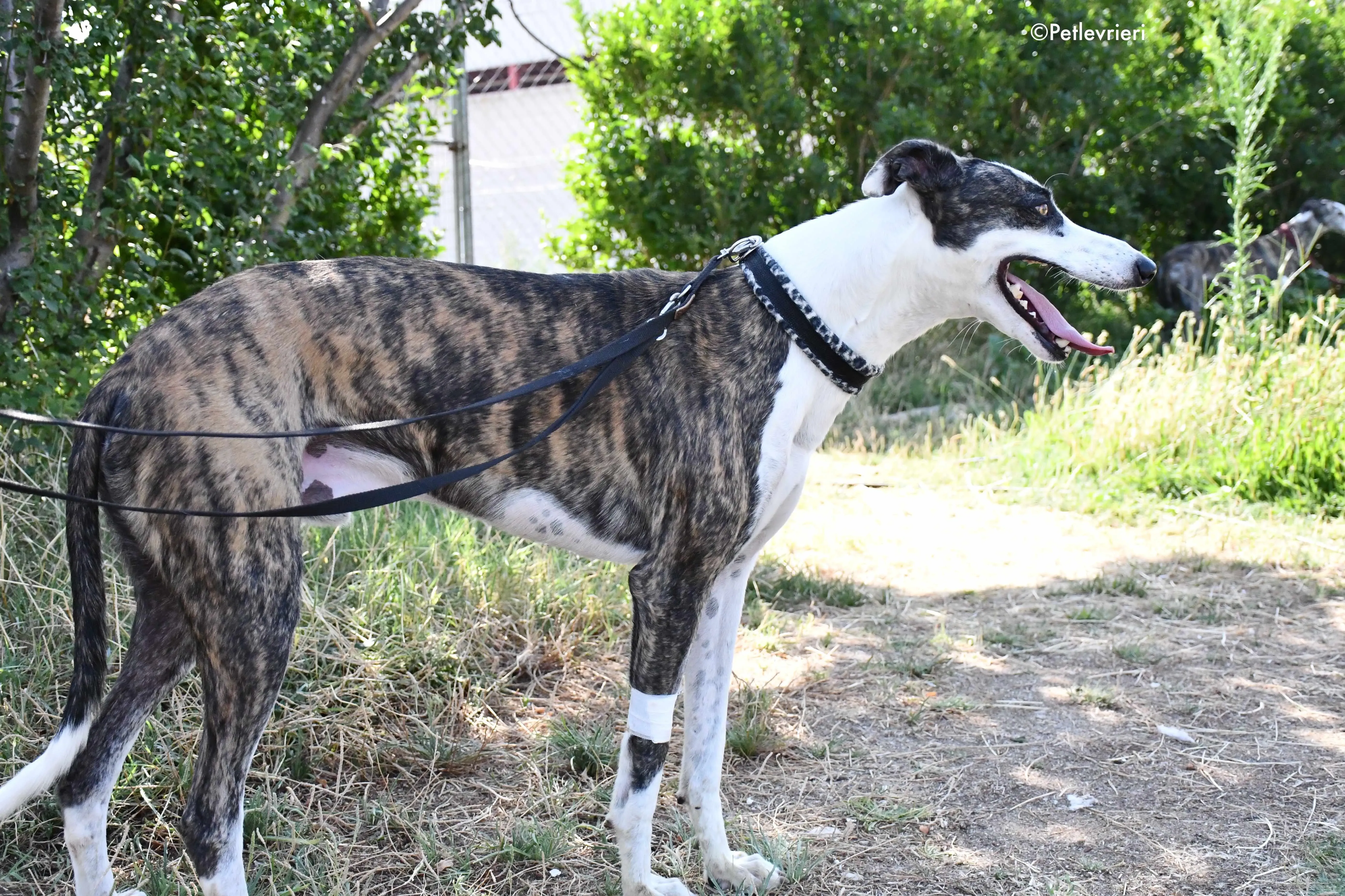 thai adozione levrieri galgo 11