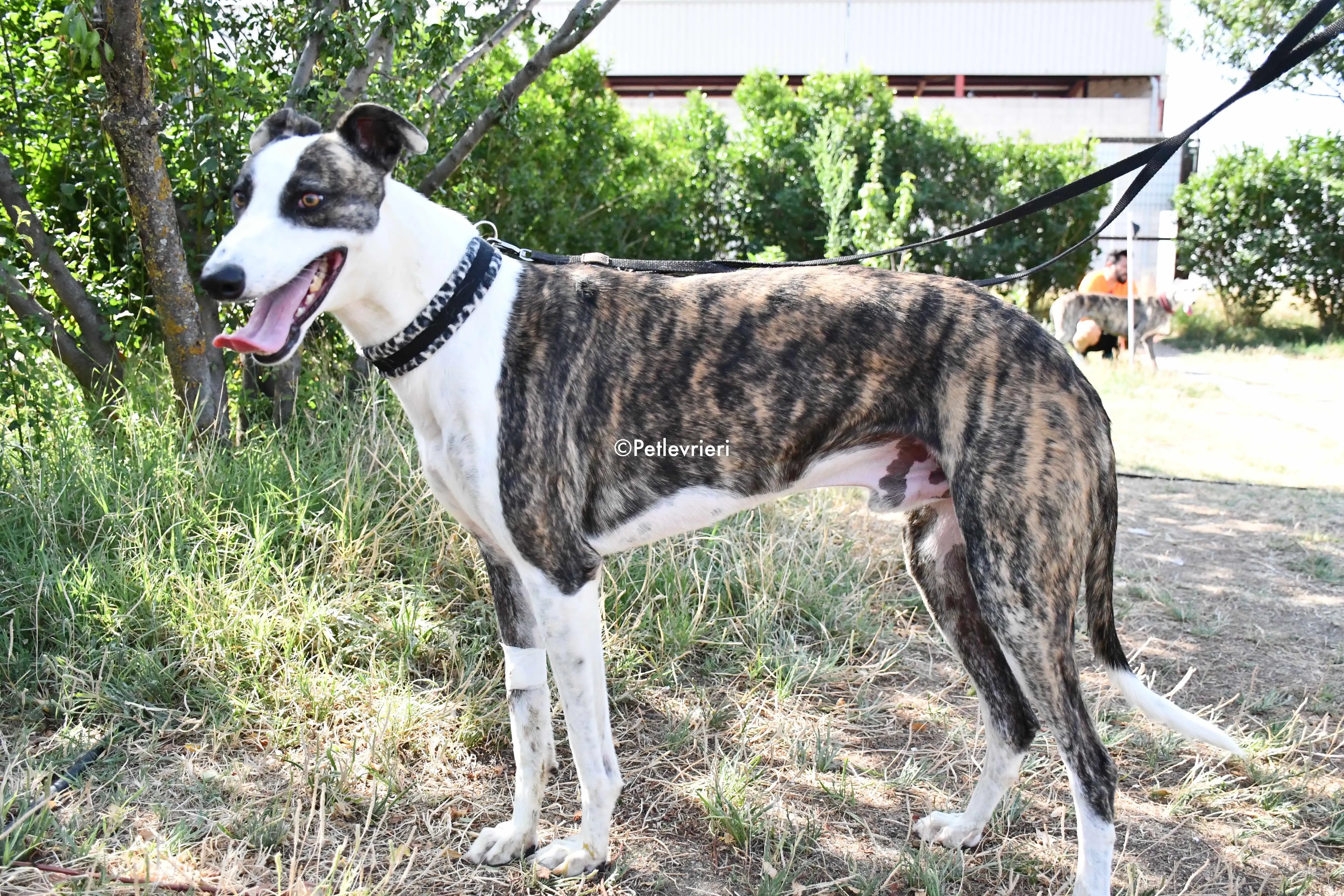 thai adozione levrieri galgo 12