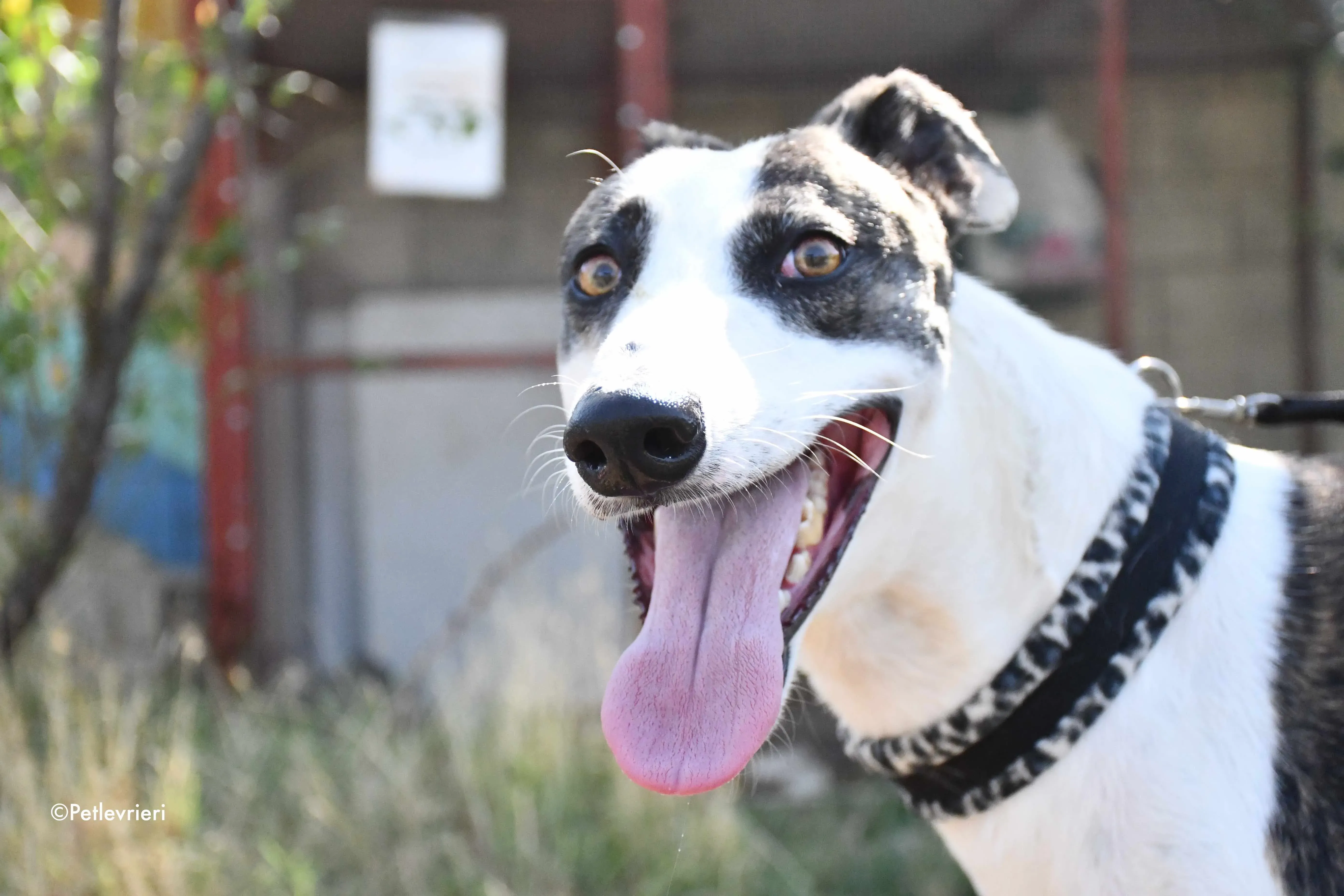 thai adozione levrieri galgo 13