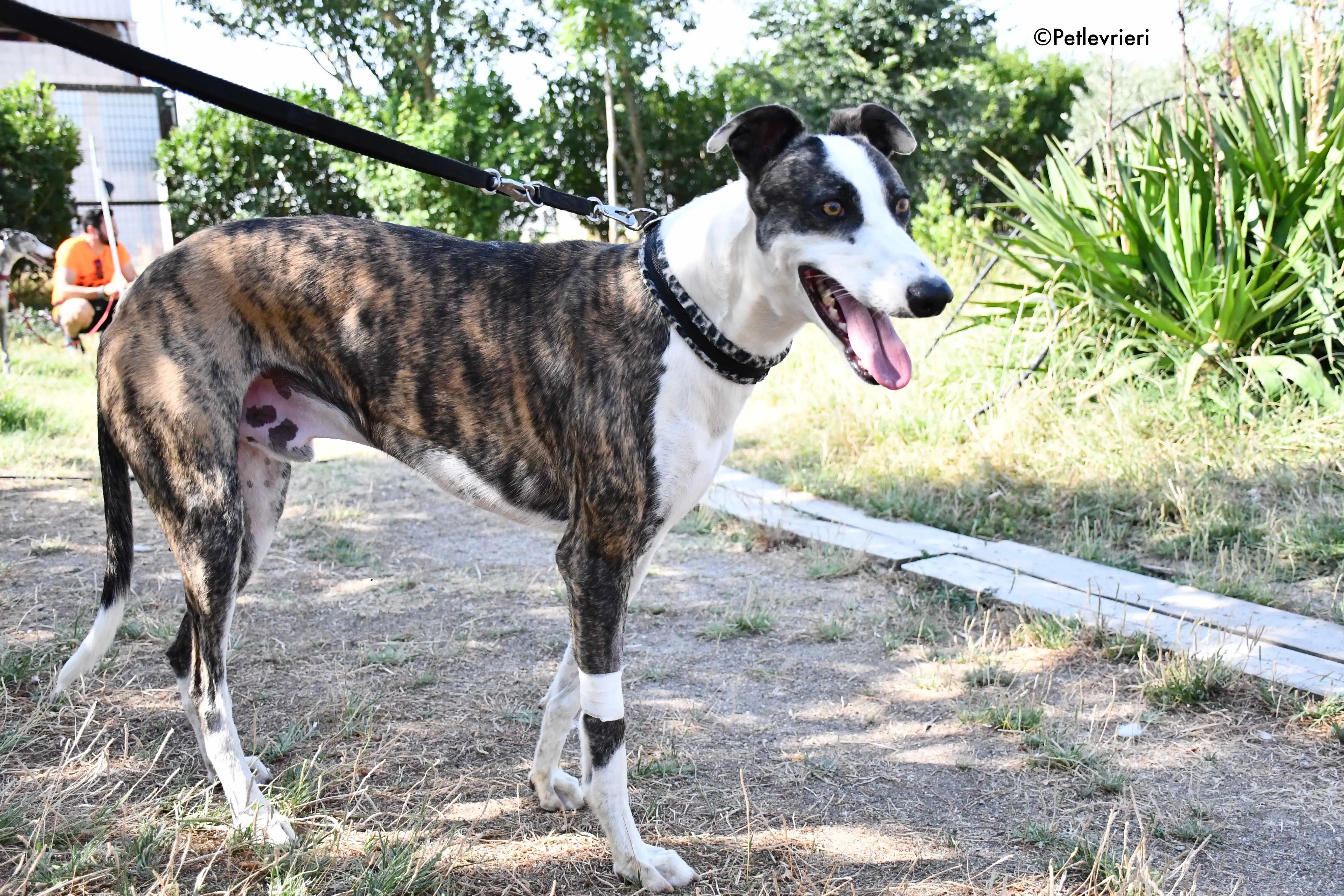 thai adozione levrieri galgo 14
