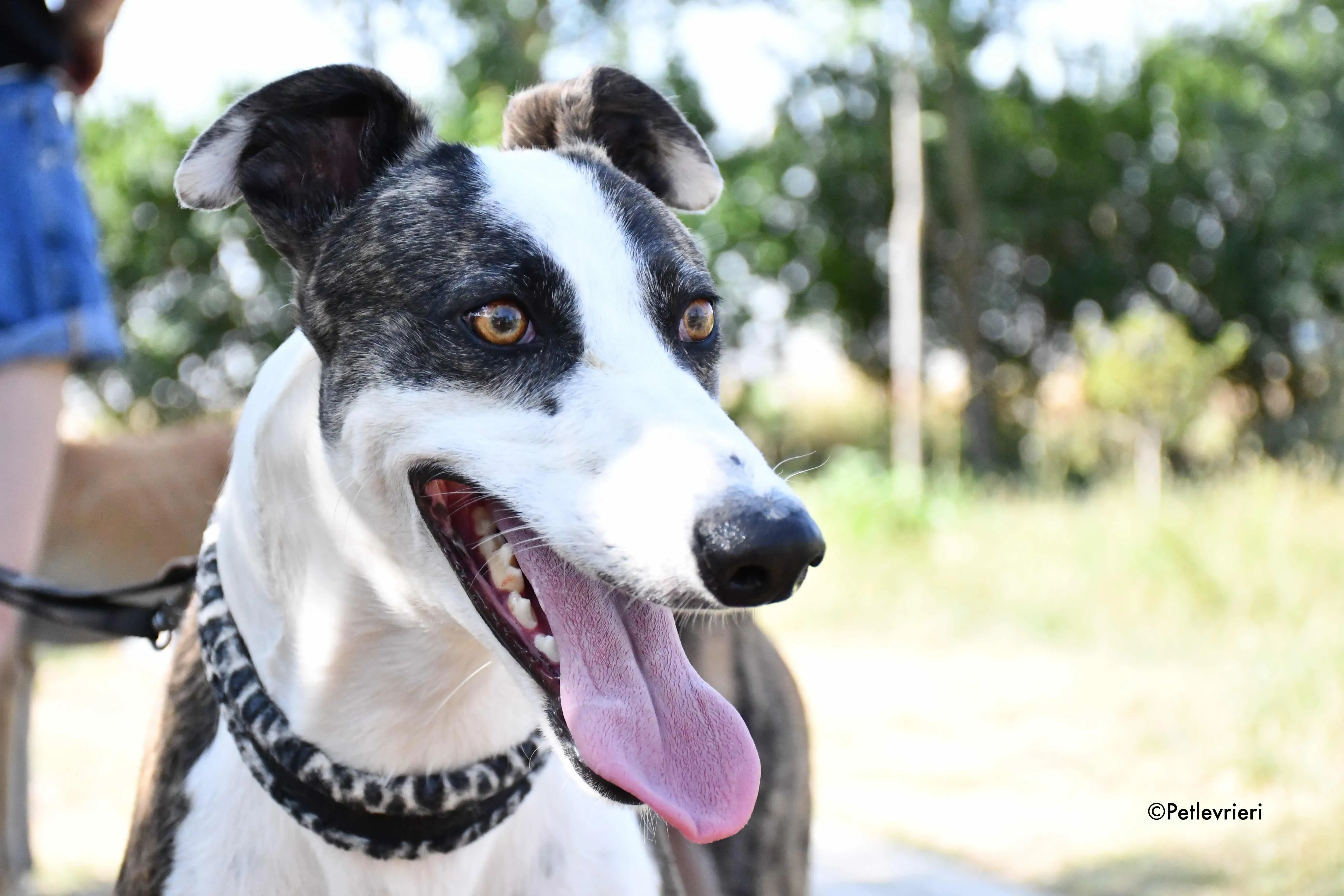 thai adozione levrieri galgo 2