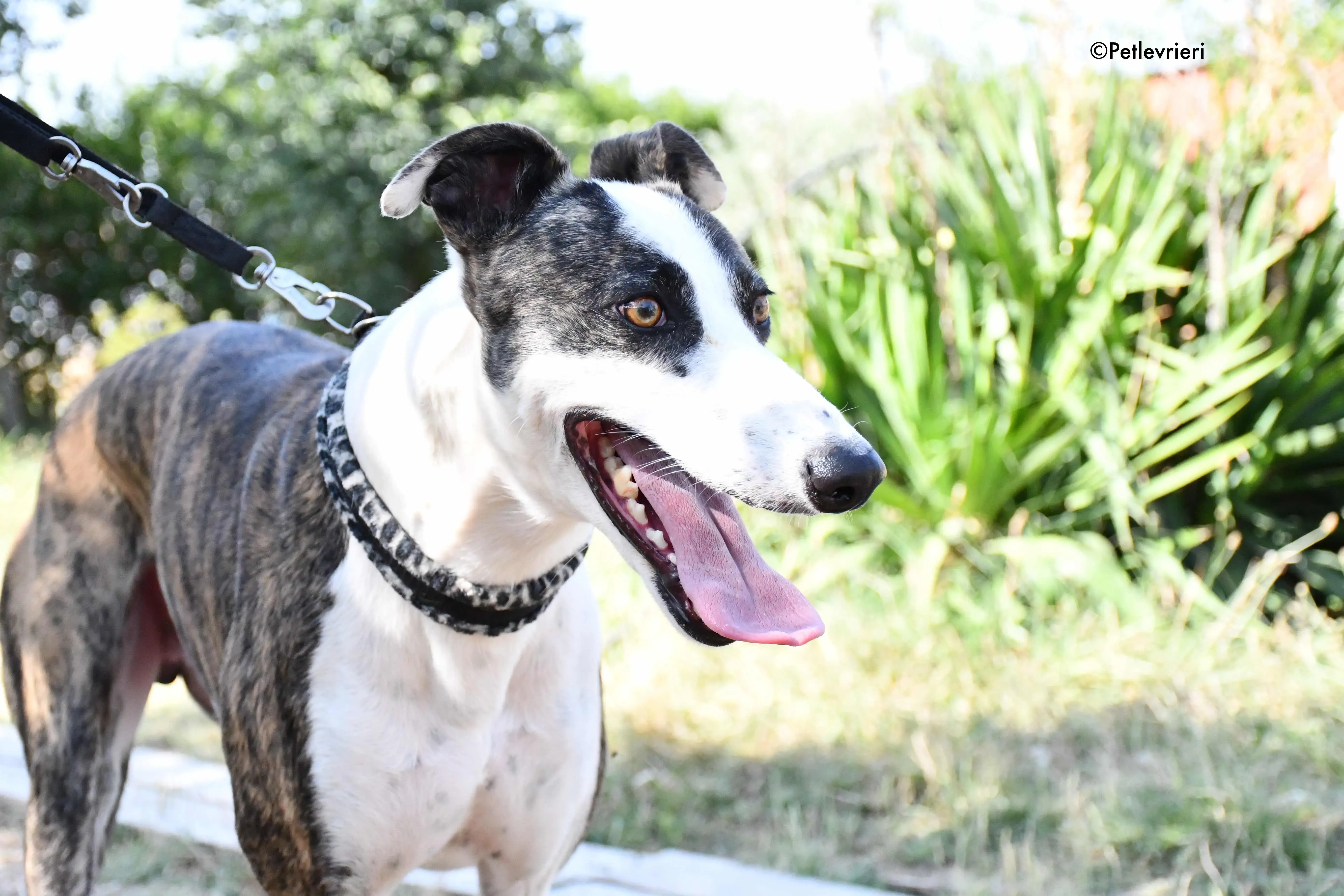 thai adozione levrieri galgo 3