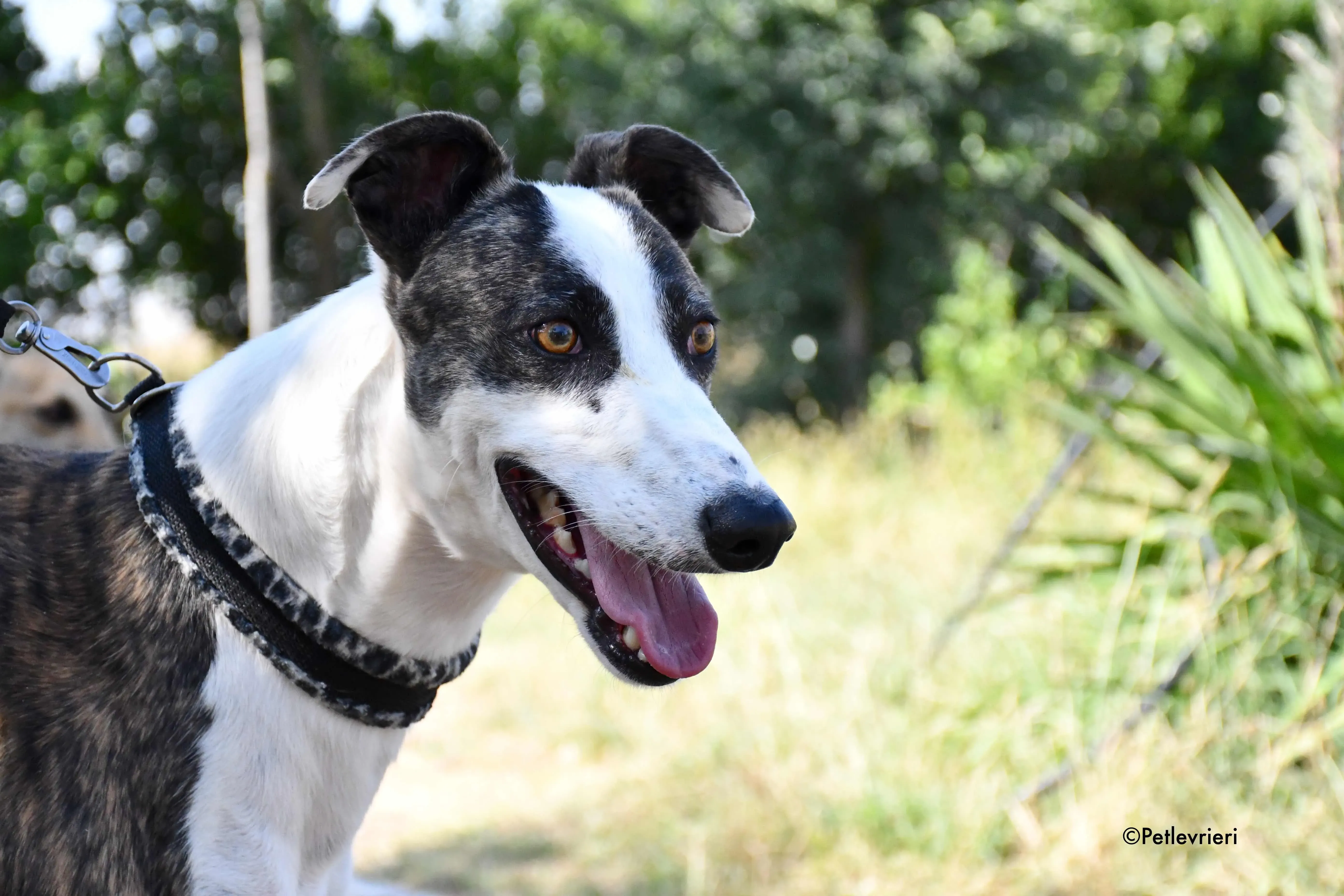 thai adozione levrieri galgo 4