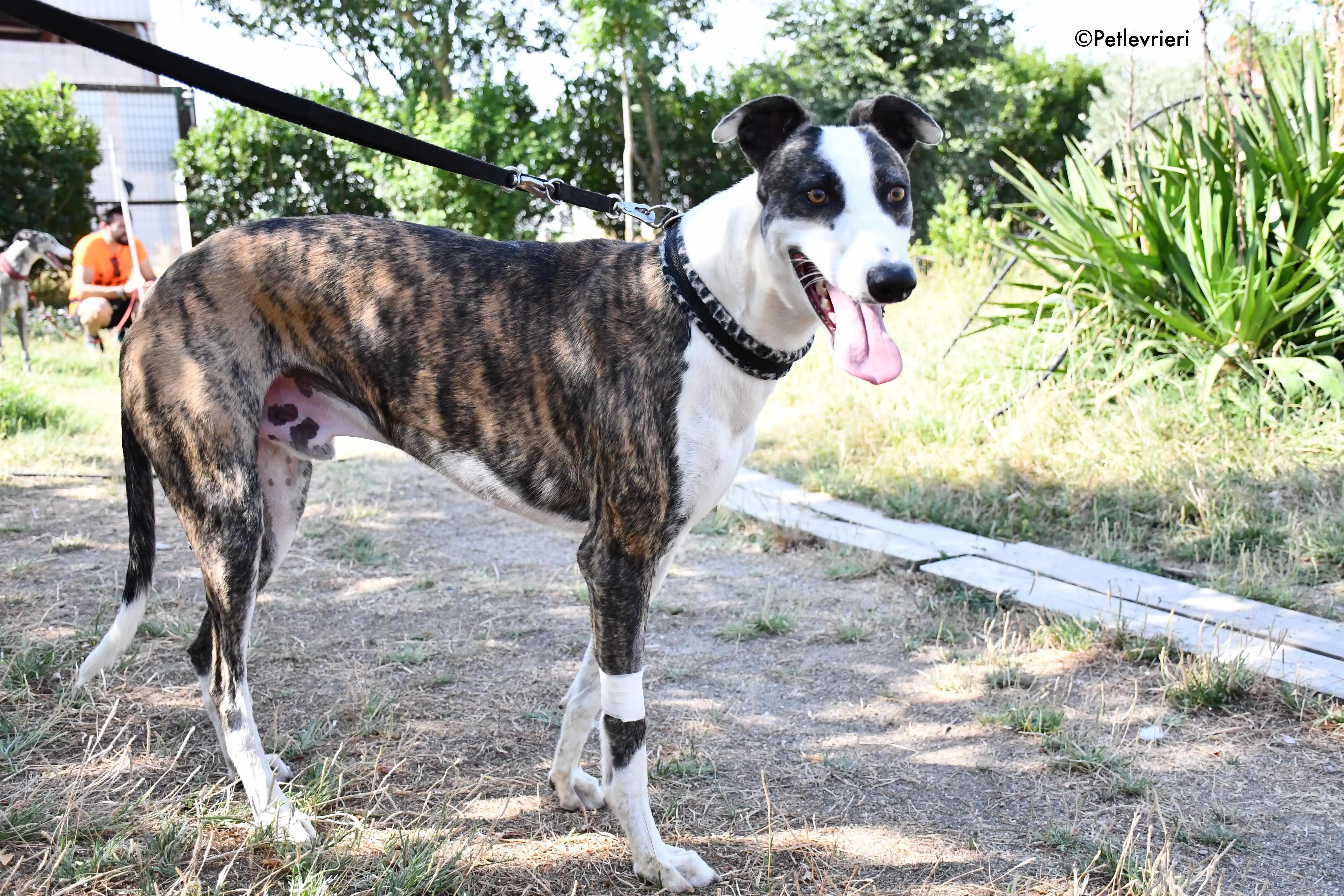 thai adozione levrieri galgo 5