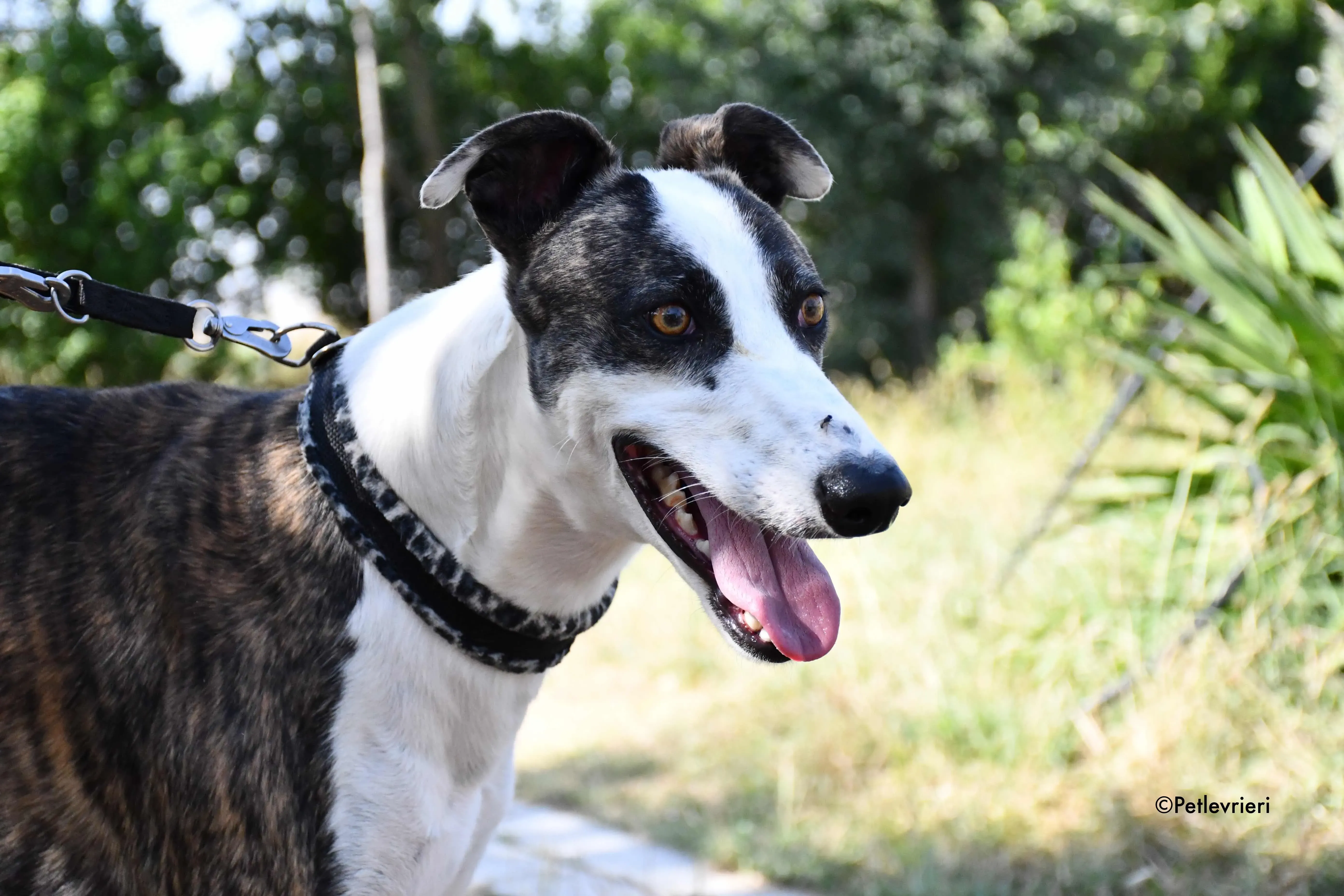 thai adozione levrieri galgo 6