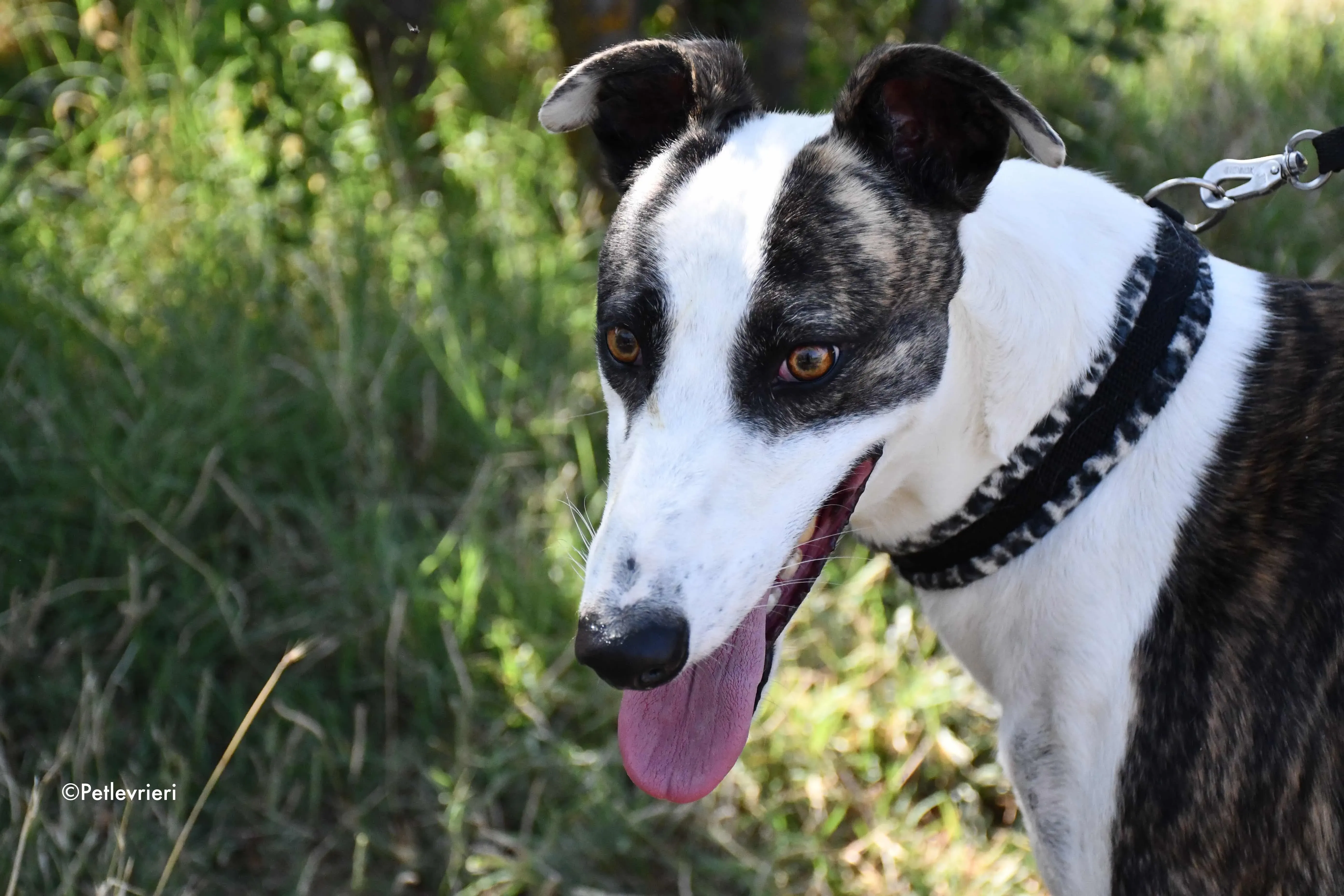 thai adozione levrieri galgo 7