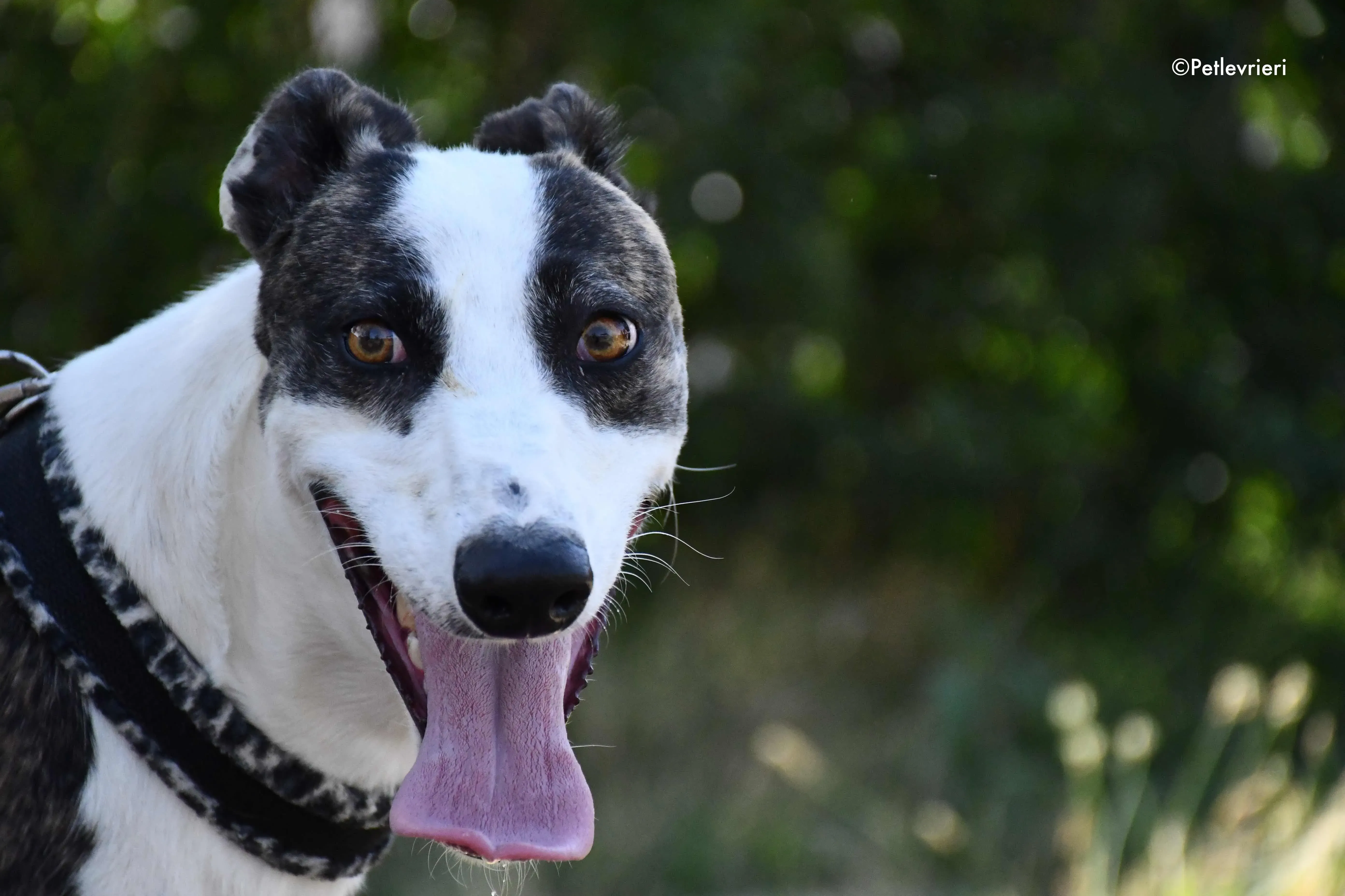 thai adozione levrieri galgo 8