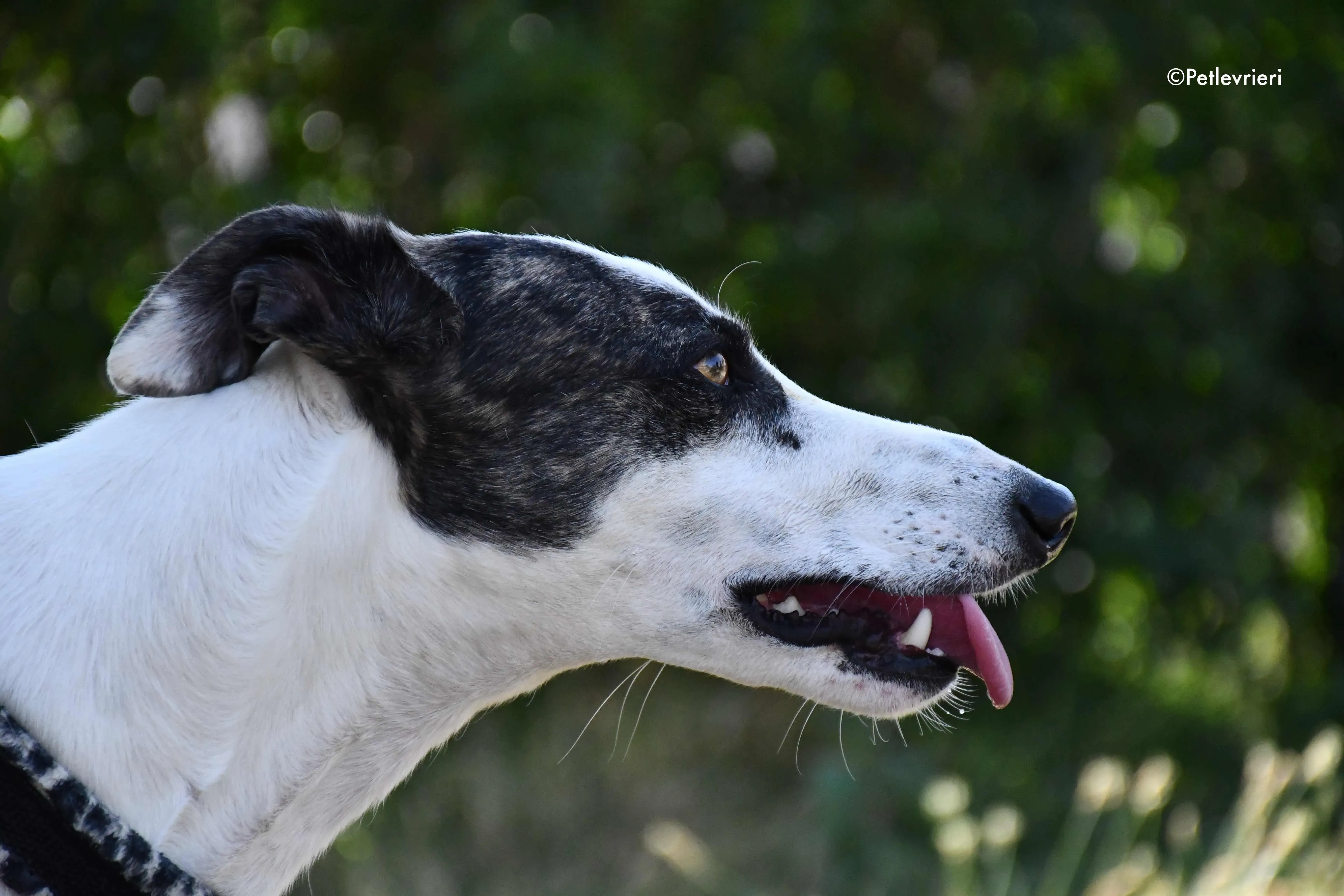 thai adozione levrieri galgo 9