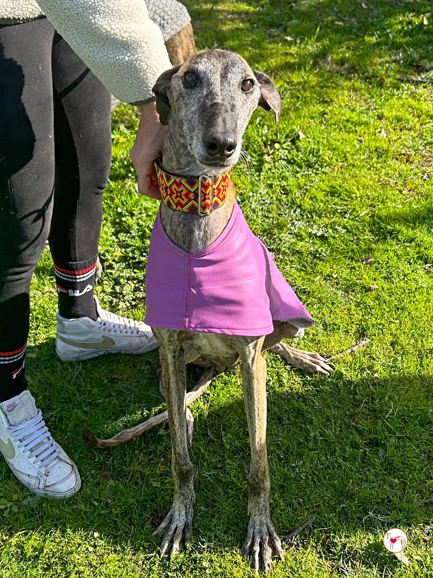 thelma galgo adozione 01