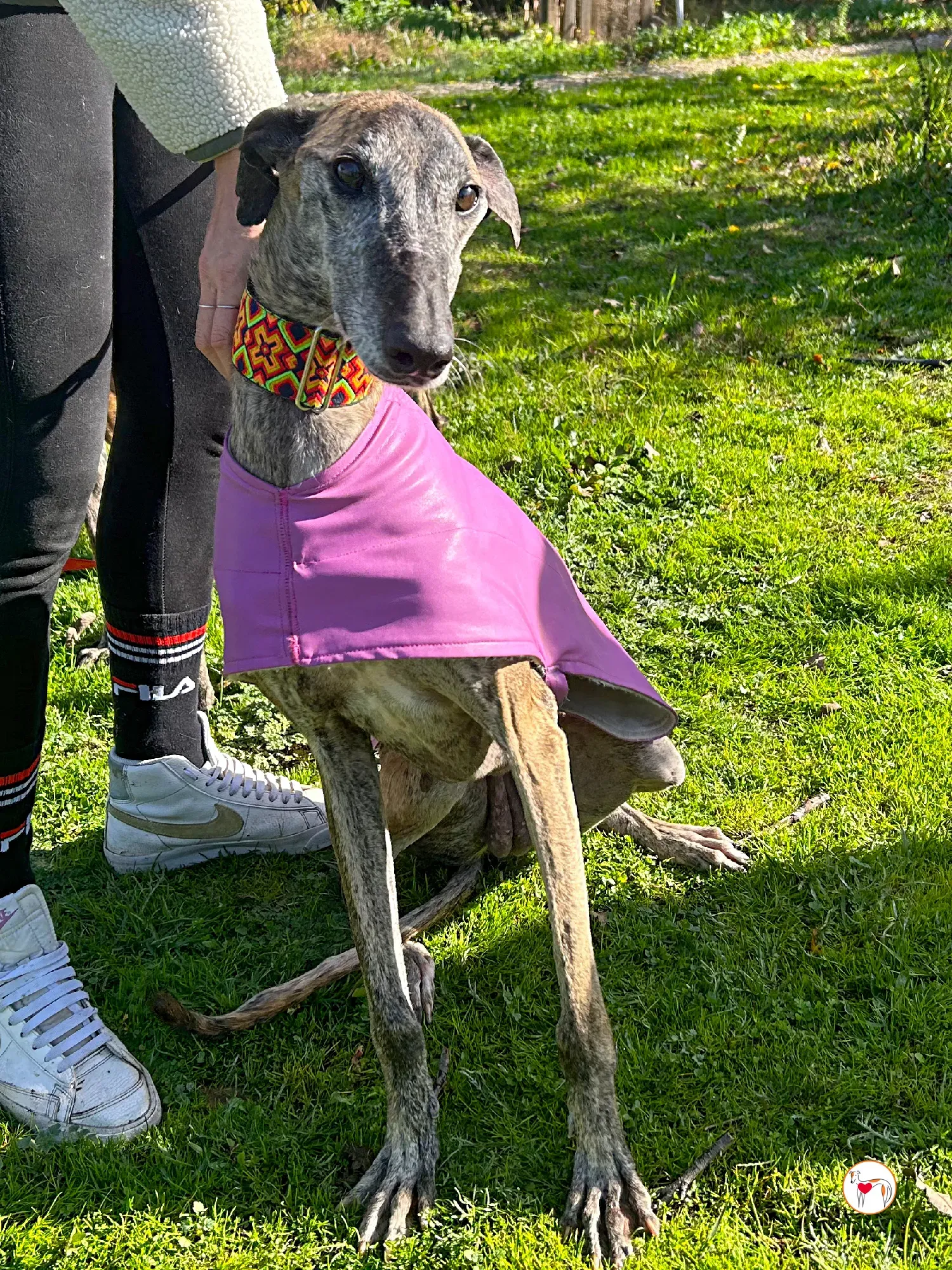 thelma galgo adozione 02