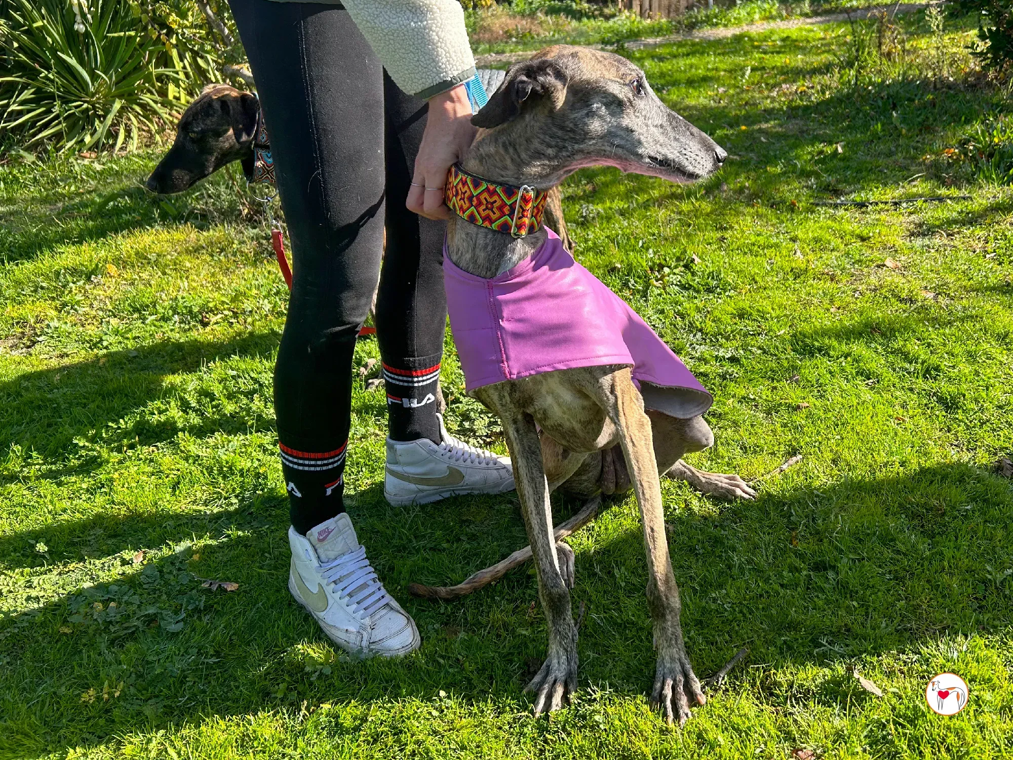 thelma galgo adozione 03