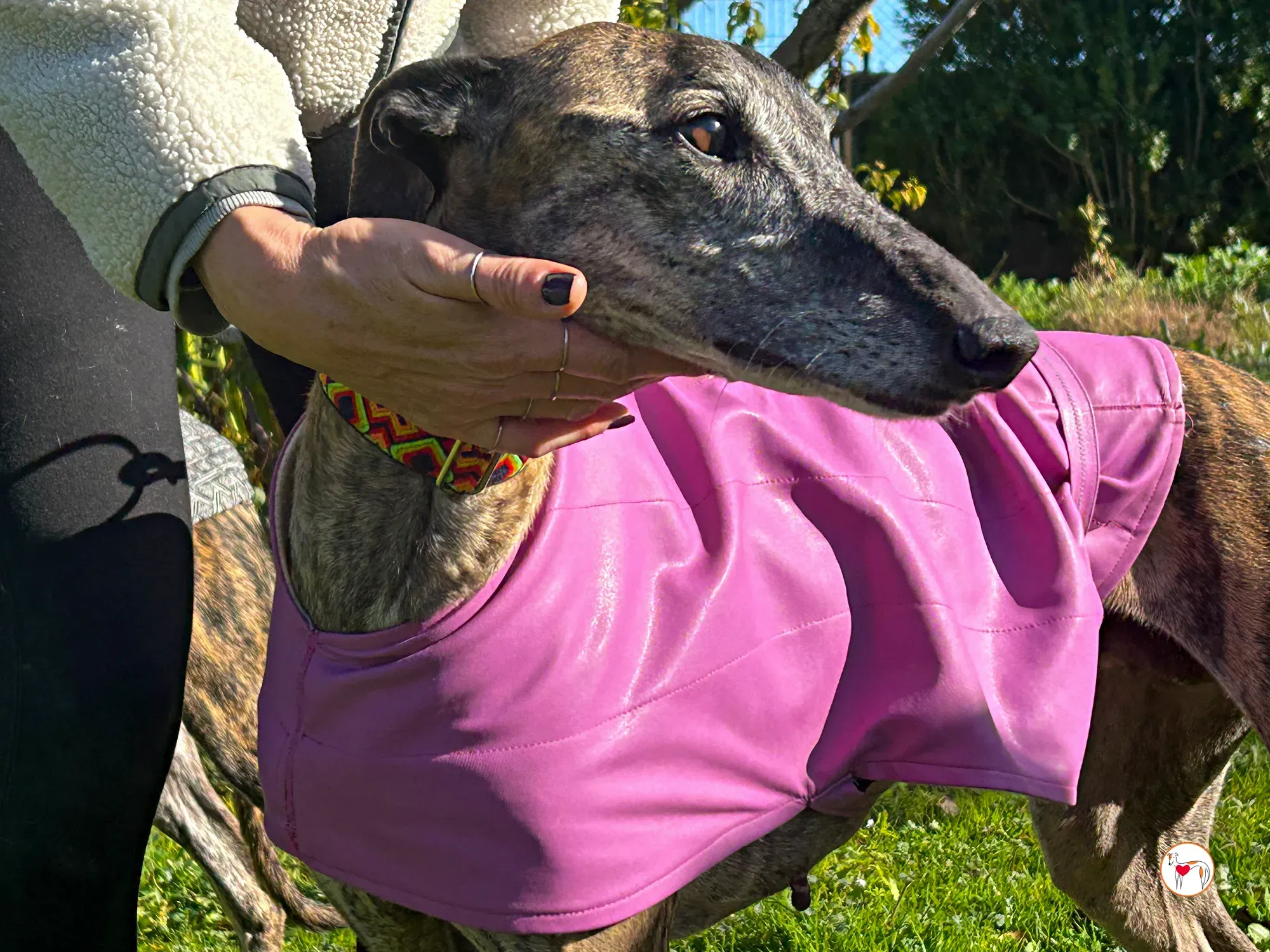 thelma galgo adozione 04