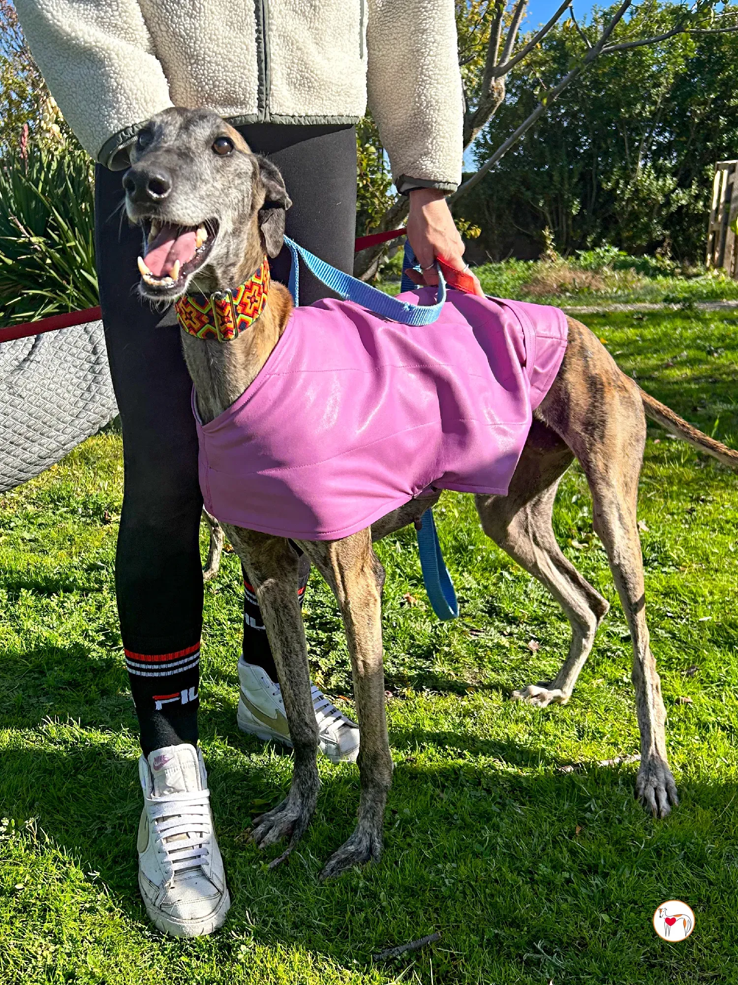 thelma galgo adozione 06