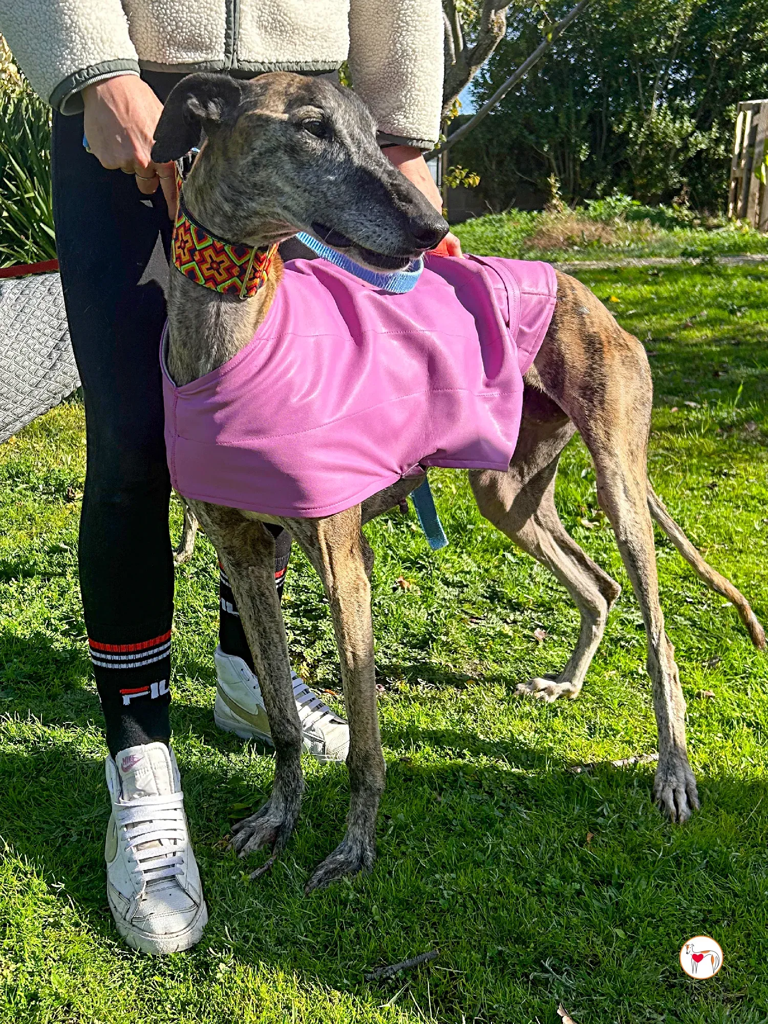 thelma galgo adozione 07