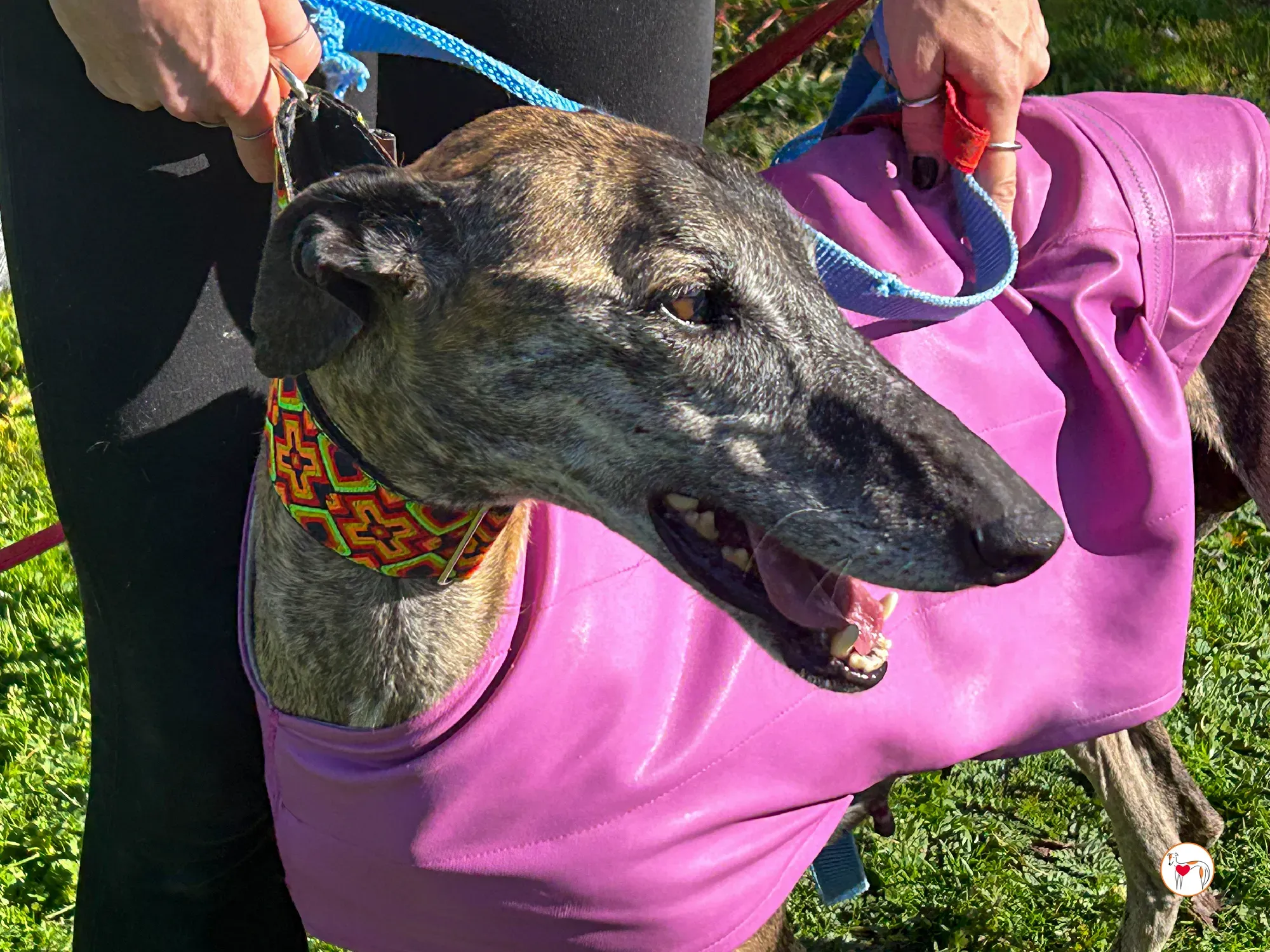 thelma galgo adozione 08