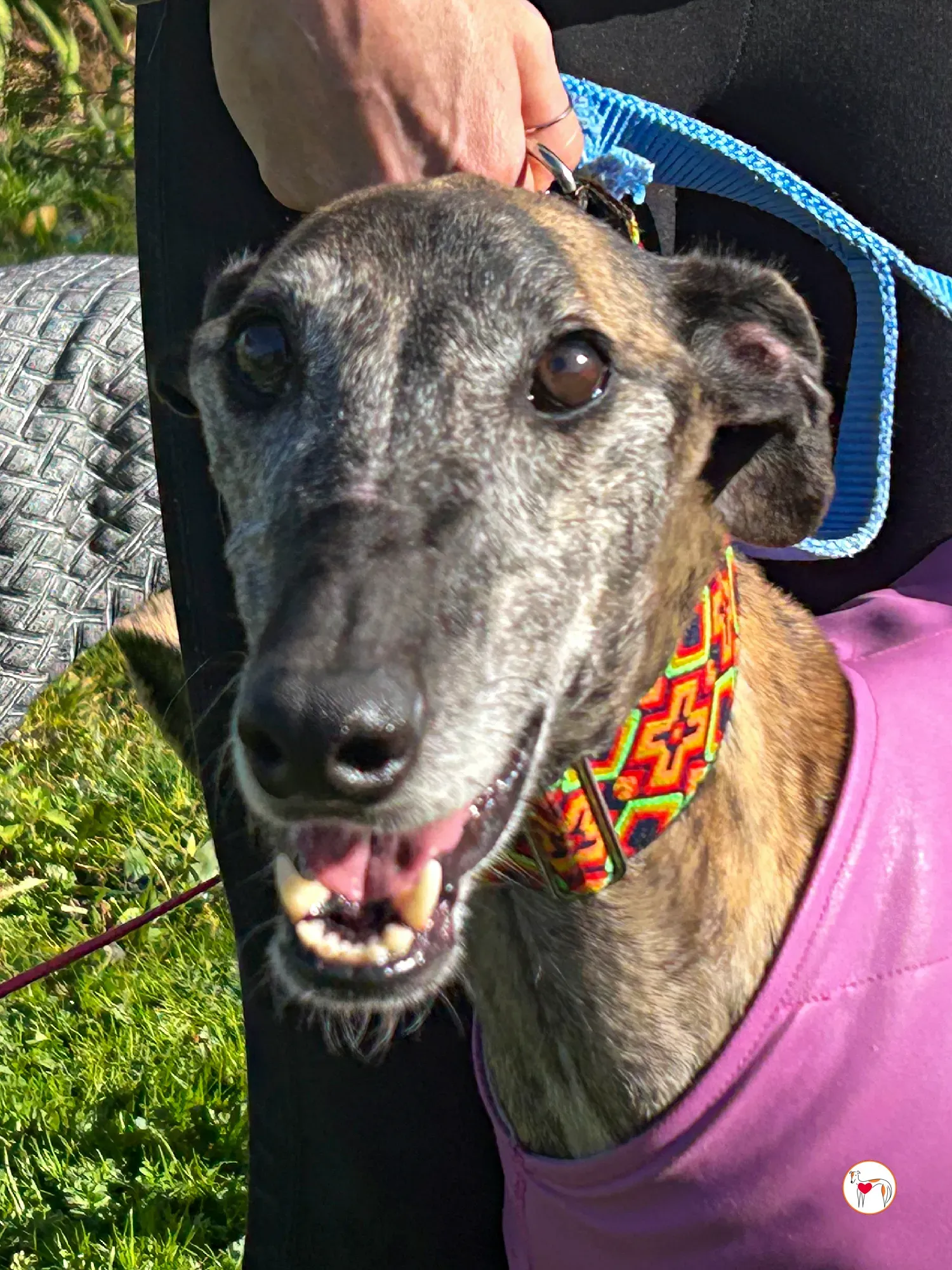 thelma galgo adozione 09