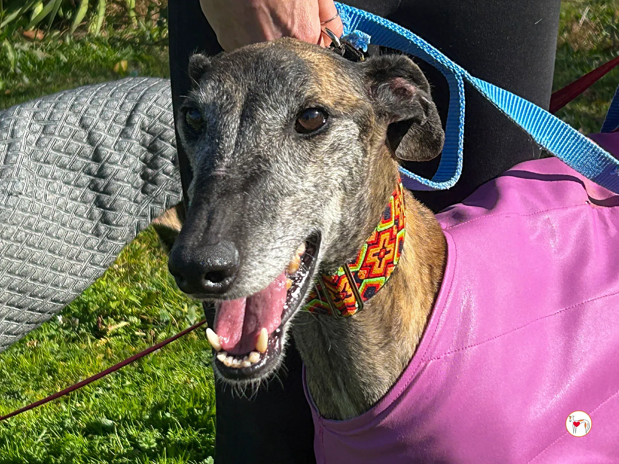 thelma galgo adozione 10