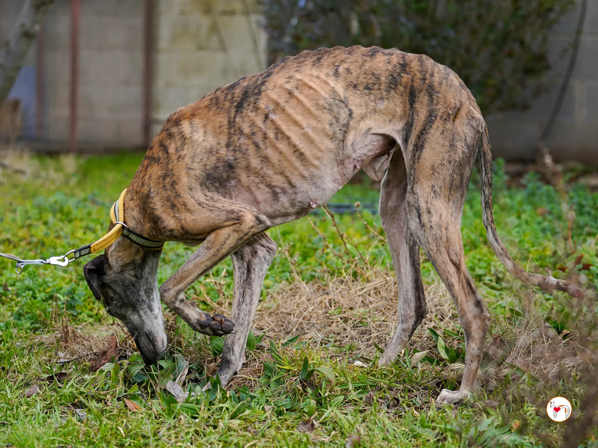 thelma galgo adozione 12