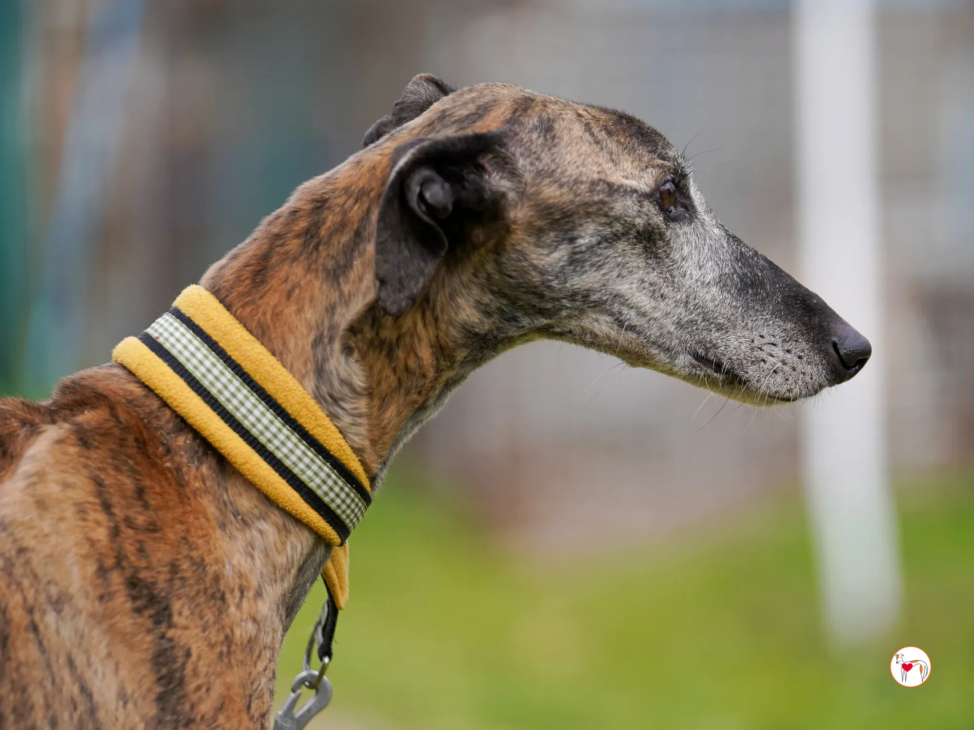 thelma galgo adozione 13