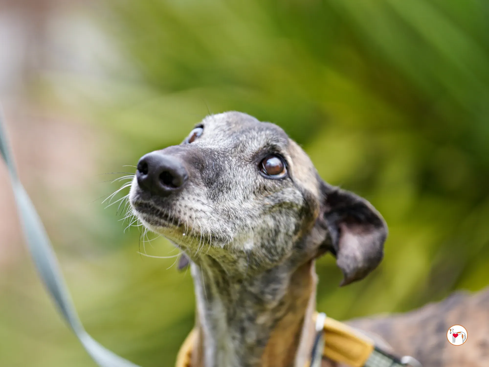 thelma galgo adozione 14