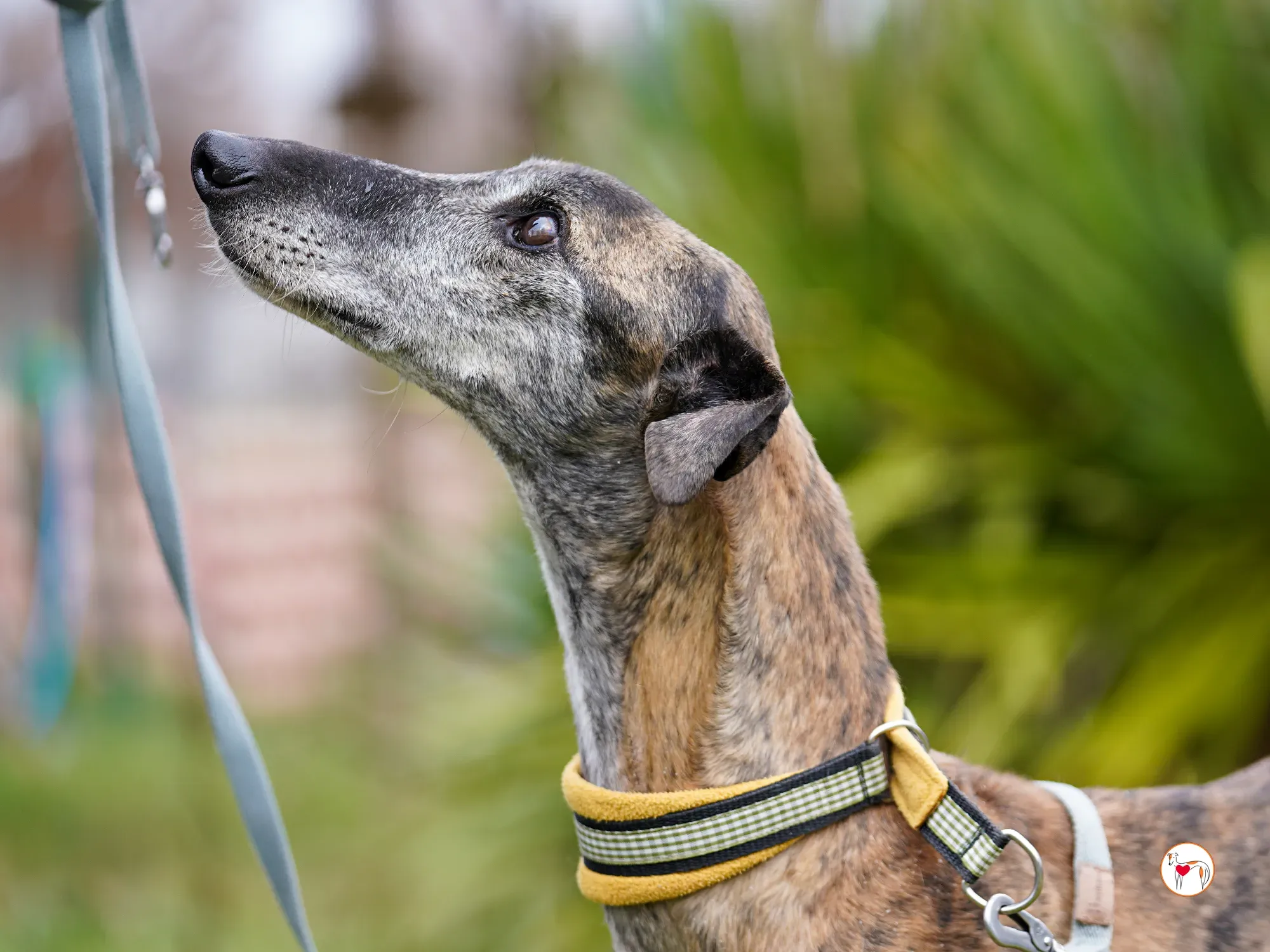 thelma galgo adozione 15