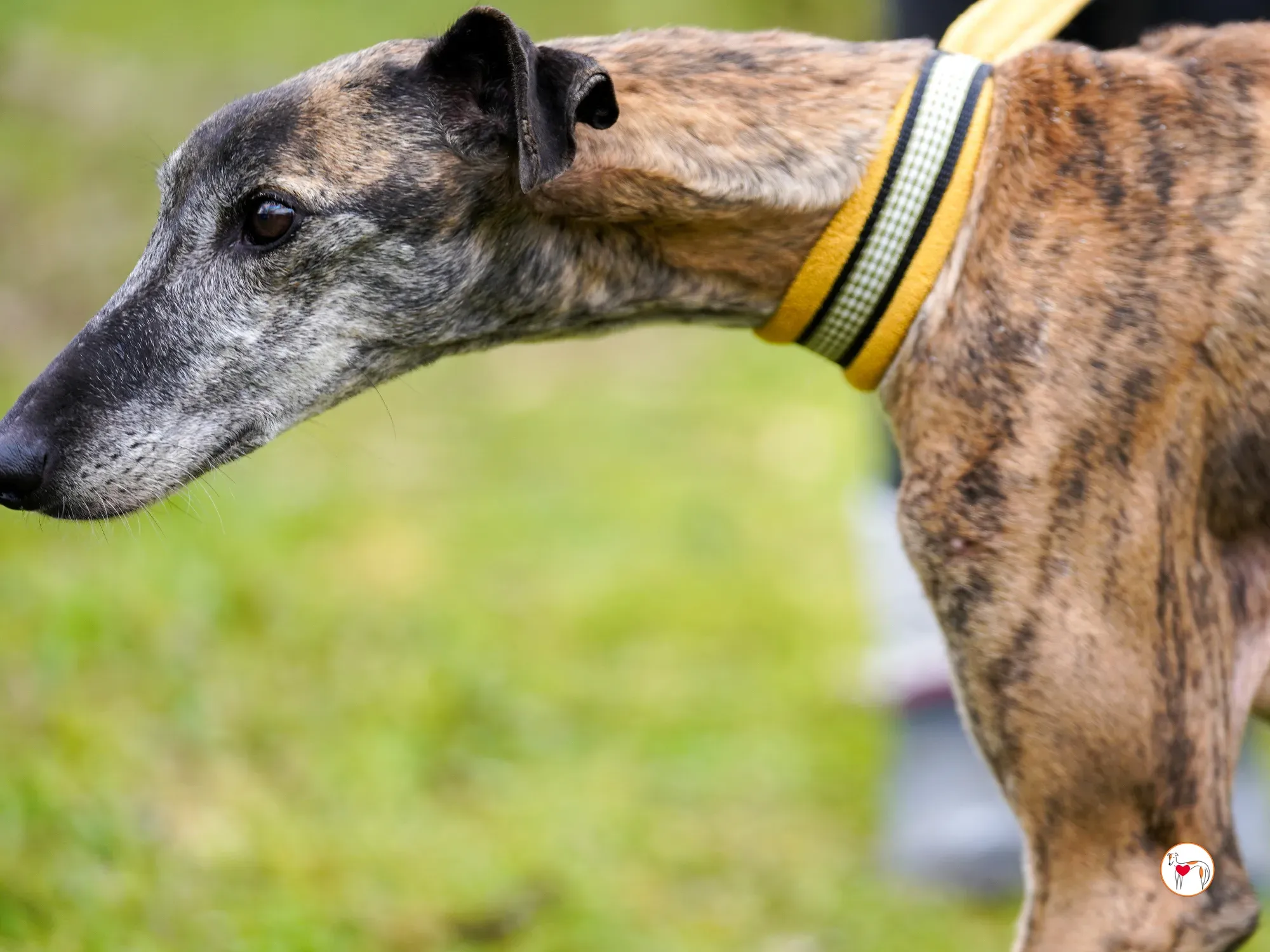 thelma galgo adozione 16