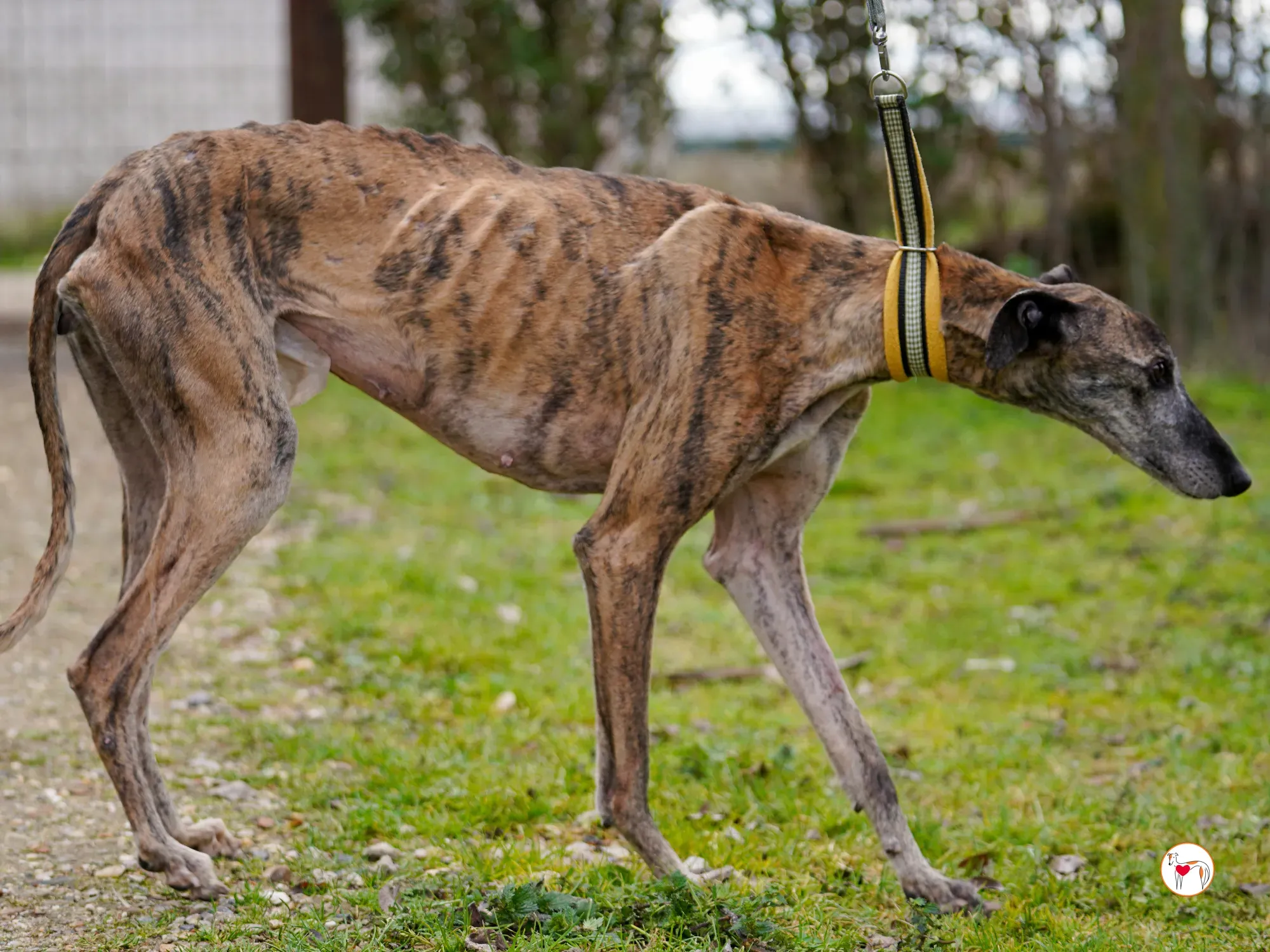 thelma galgo adozione 17