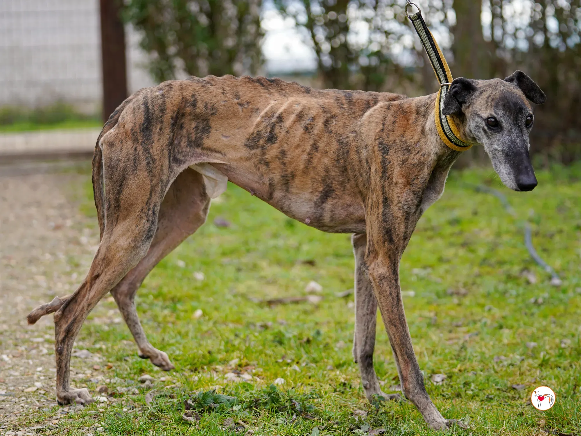 thelma galgo adozione 18