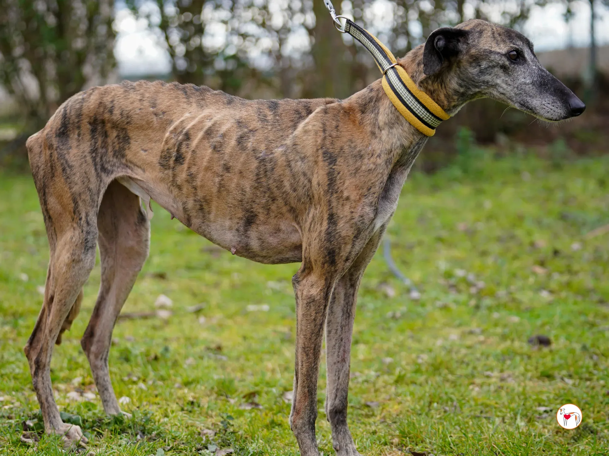 thelma galgo adozione 19