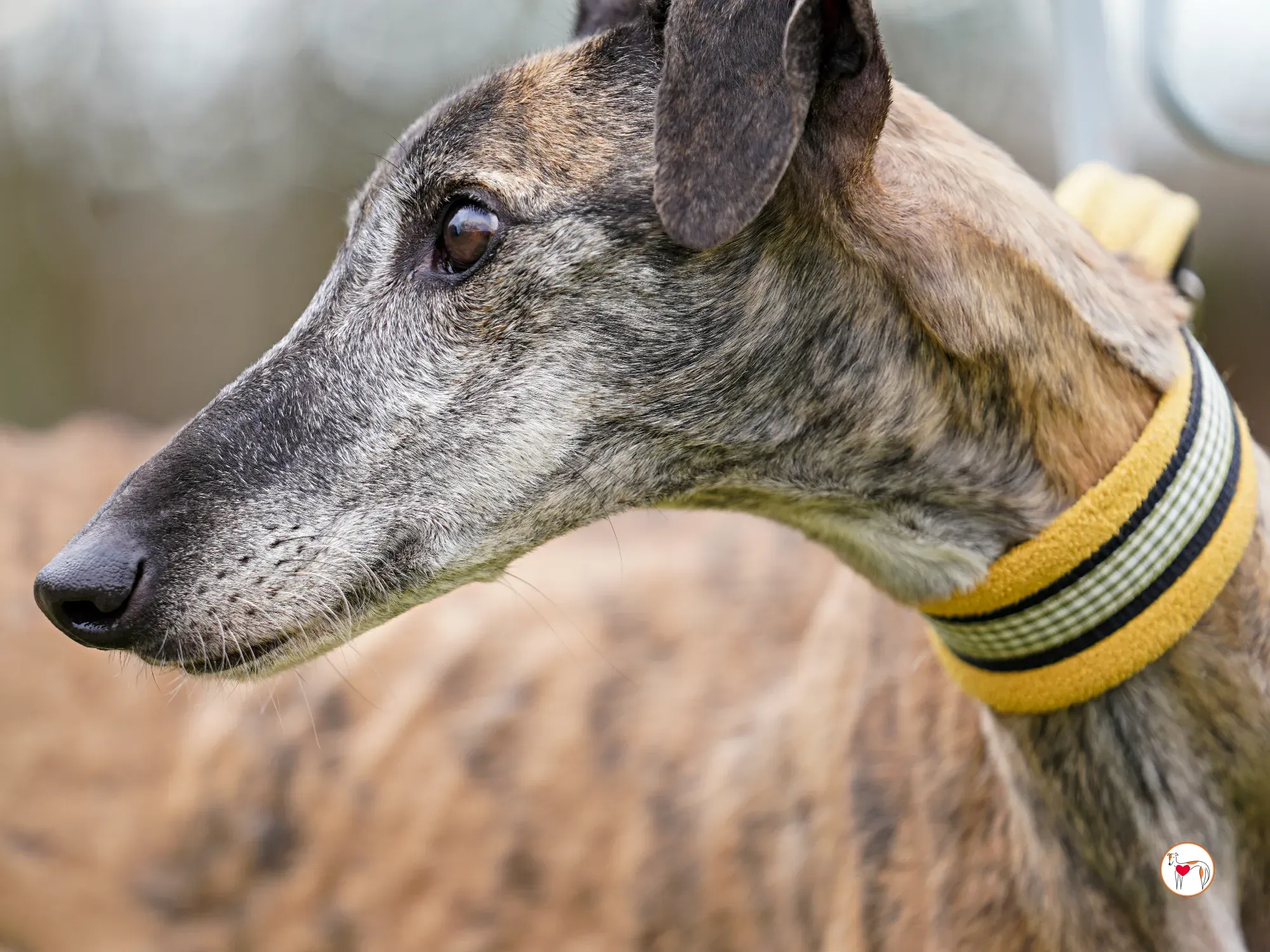 thelma galgo adozione 20