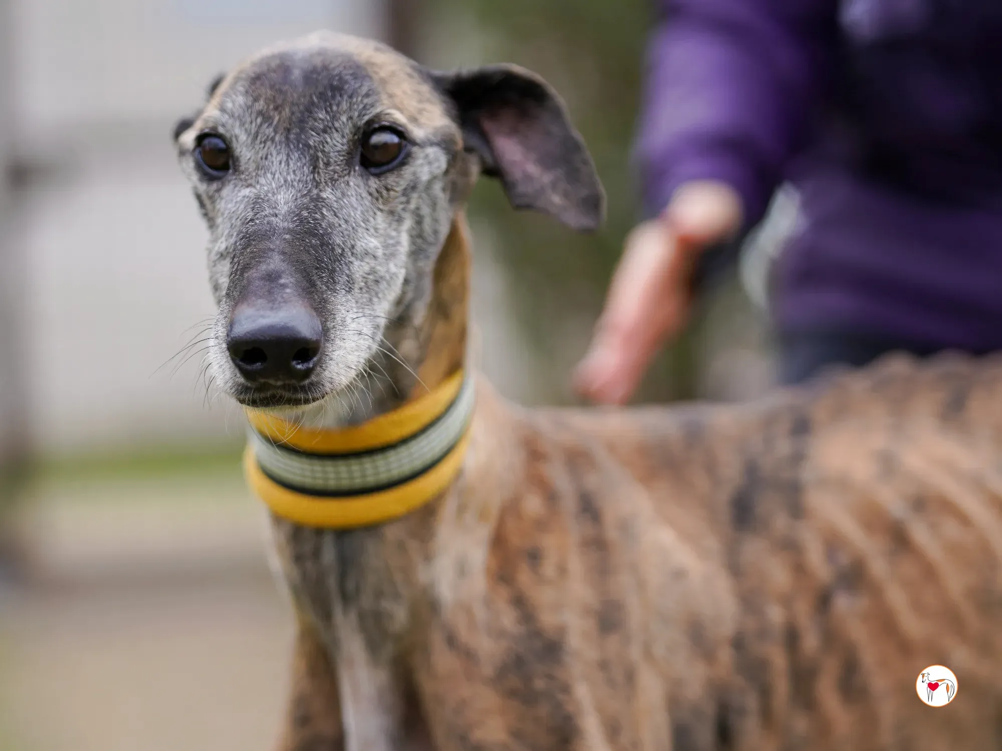 thelma galgo adozione 21