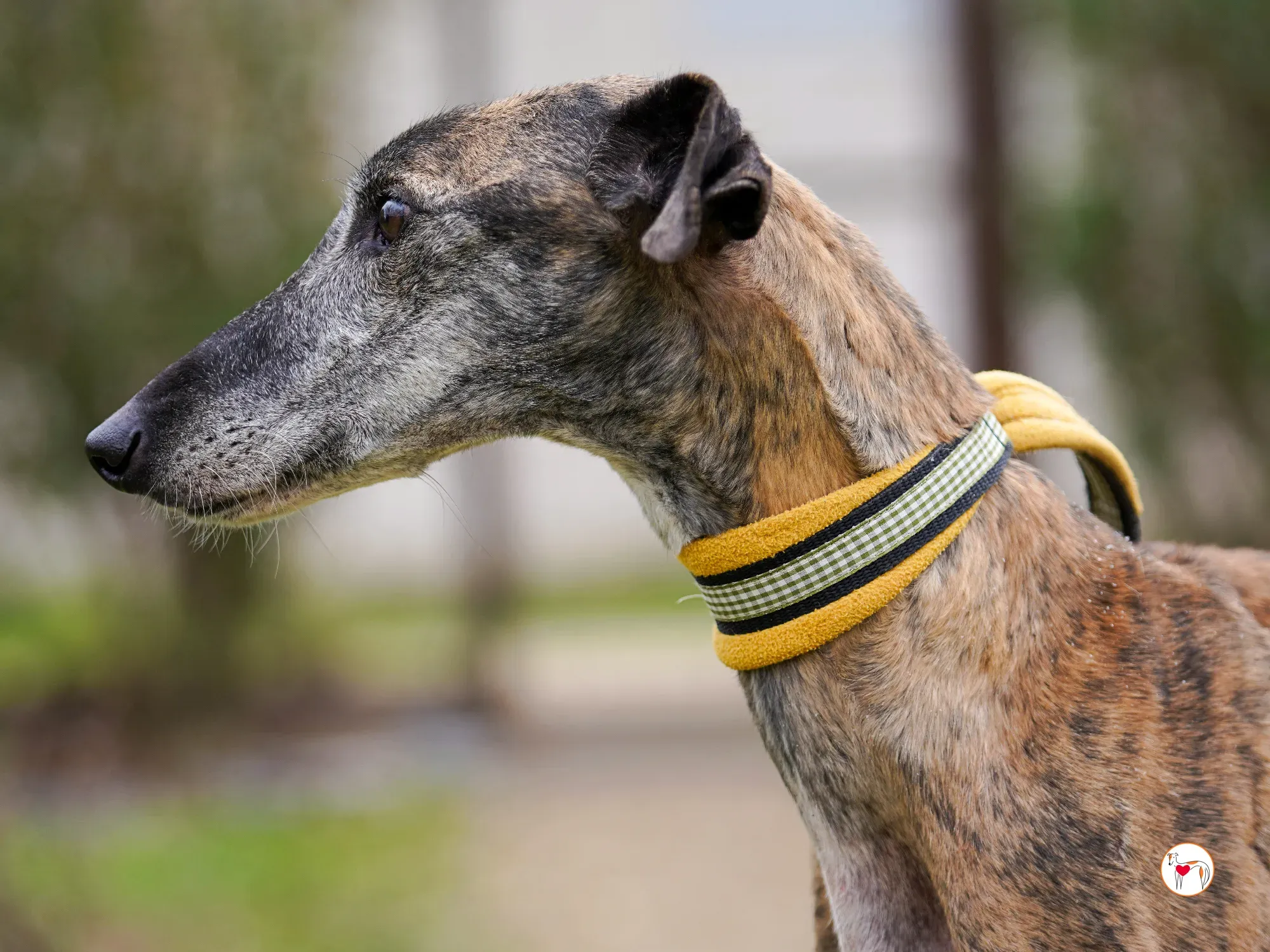 thelma galgo adozione 22