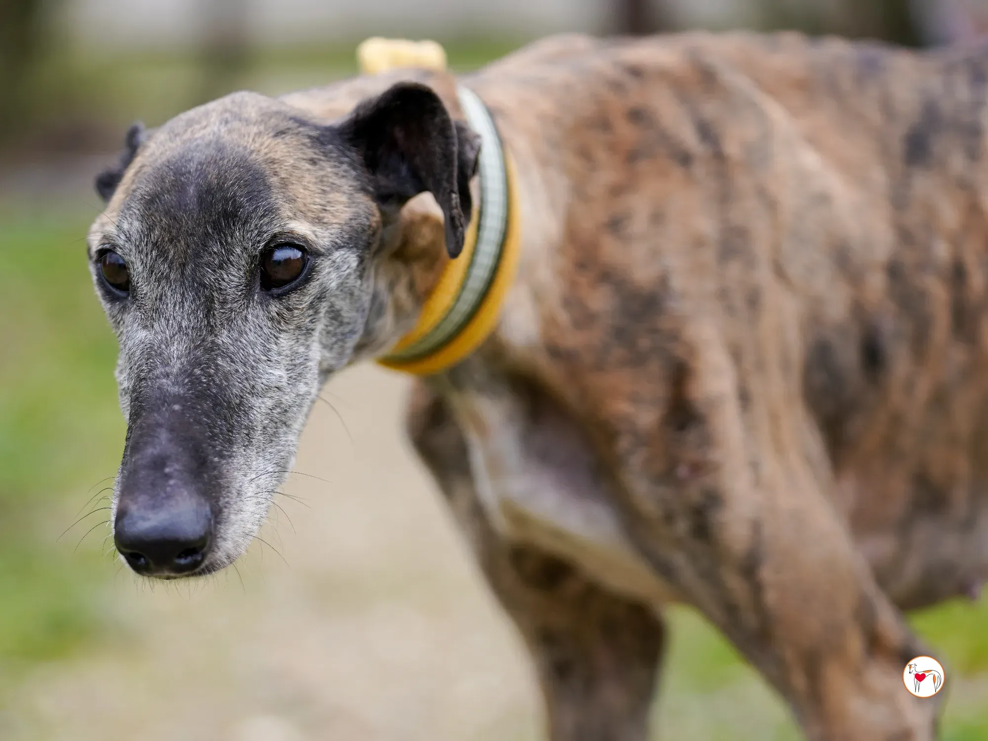 thelma galgo adozione 23