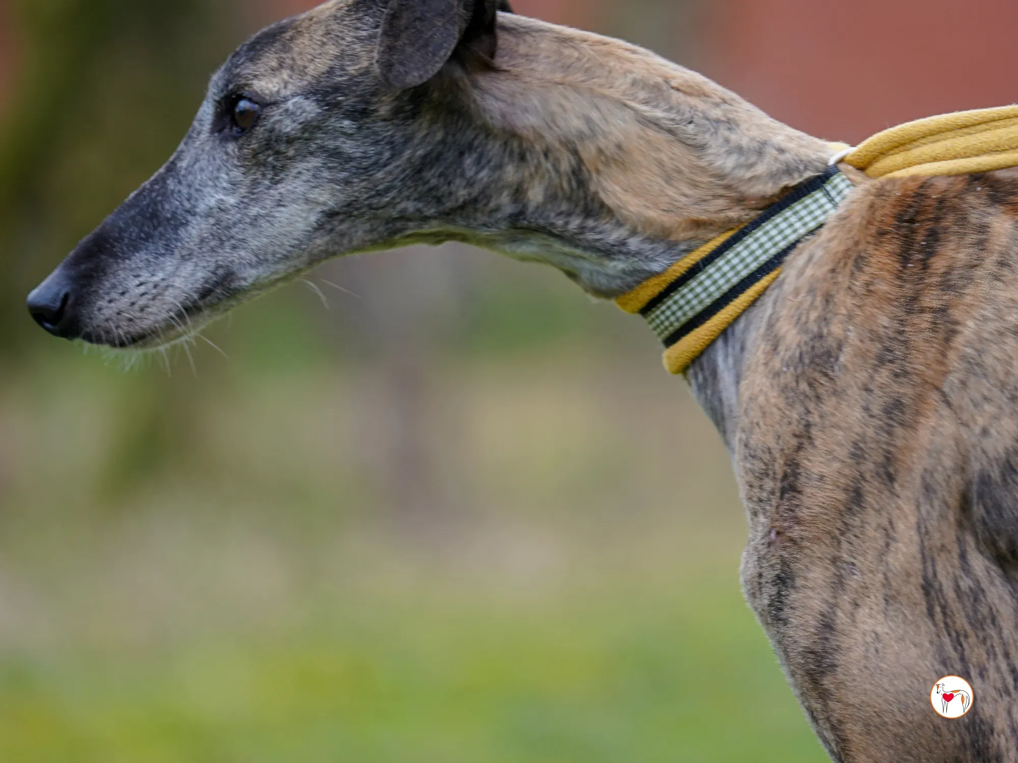 thelma galgo adozione 24