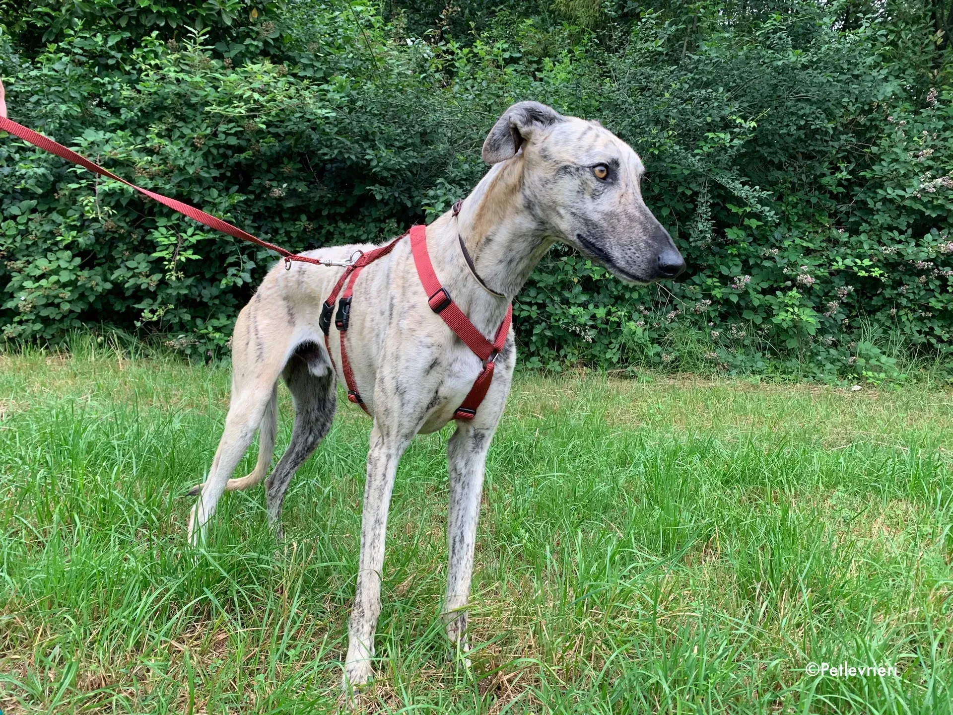 thiago adozione levrieri galgo 1