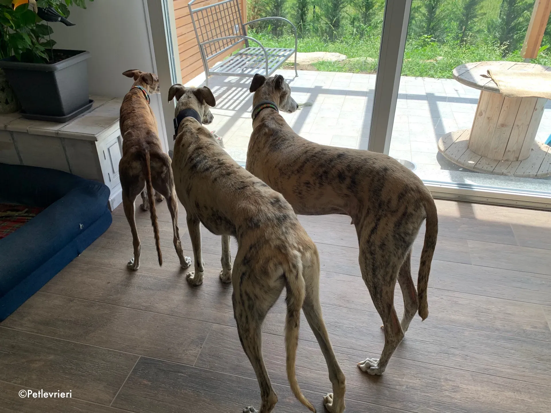 thiago adozione levrieri galgo 10