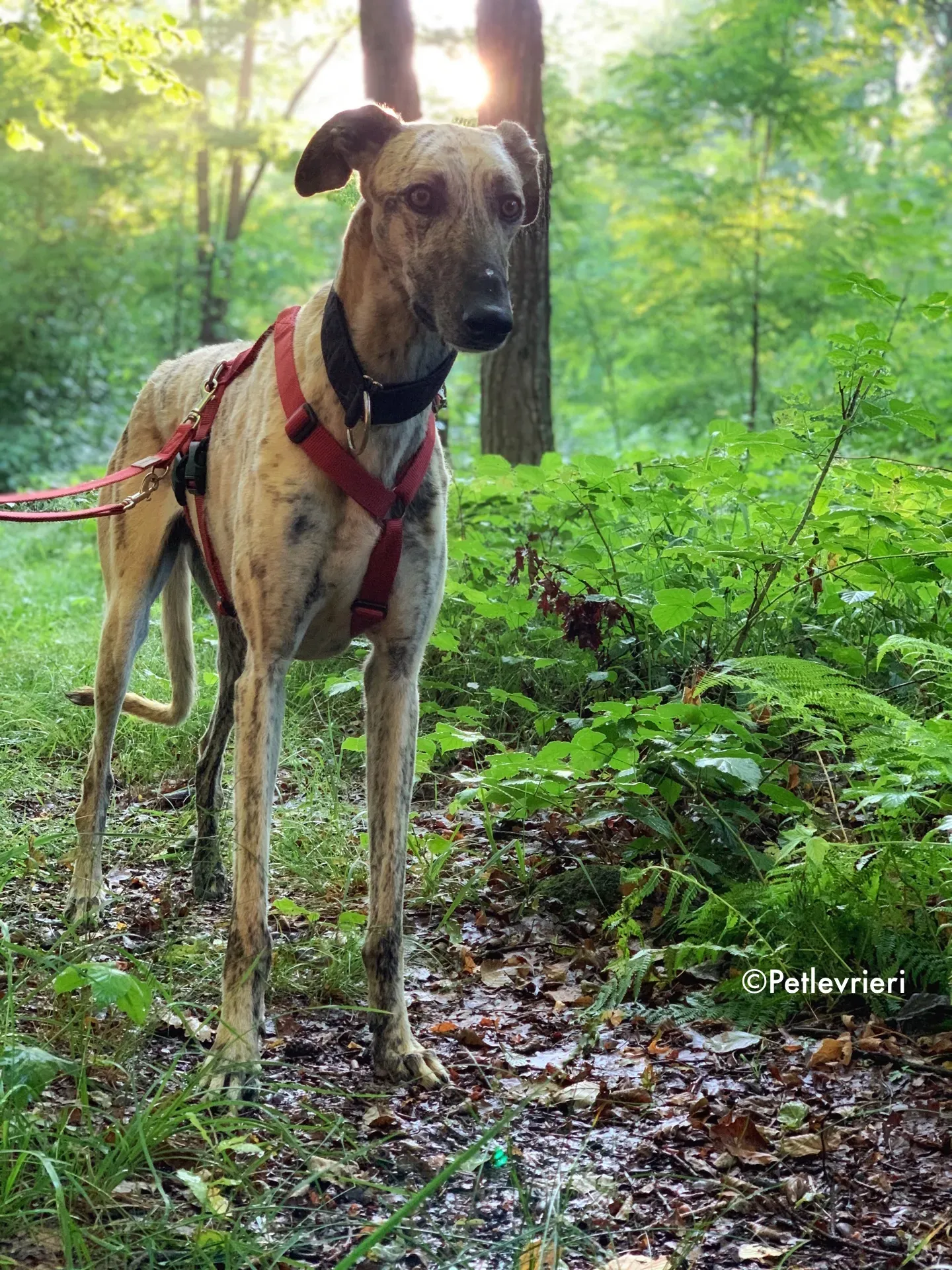 thiago adozione levrieri galgo 11