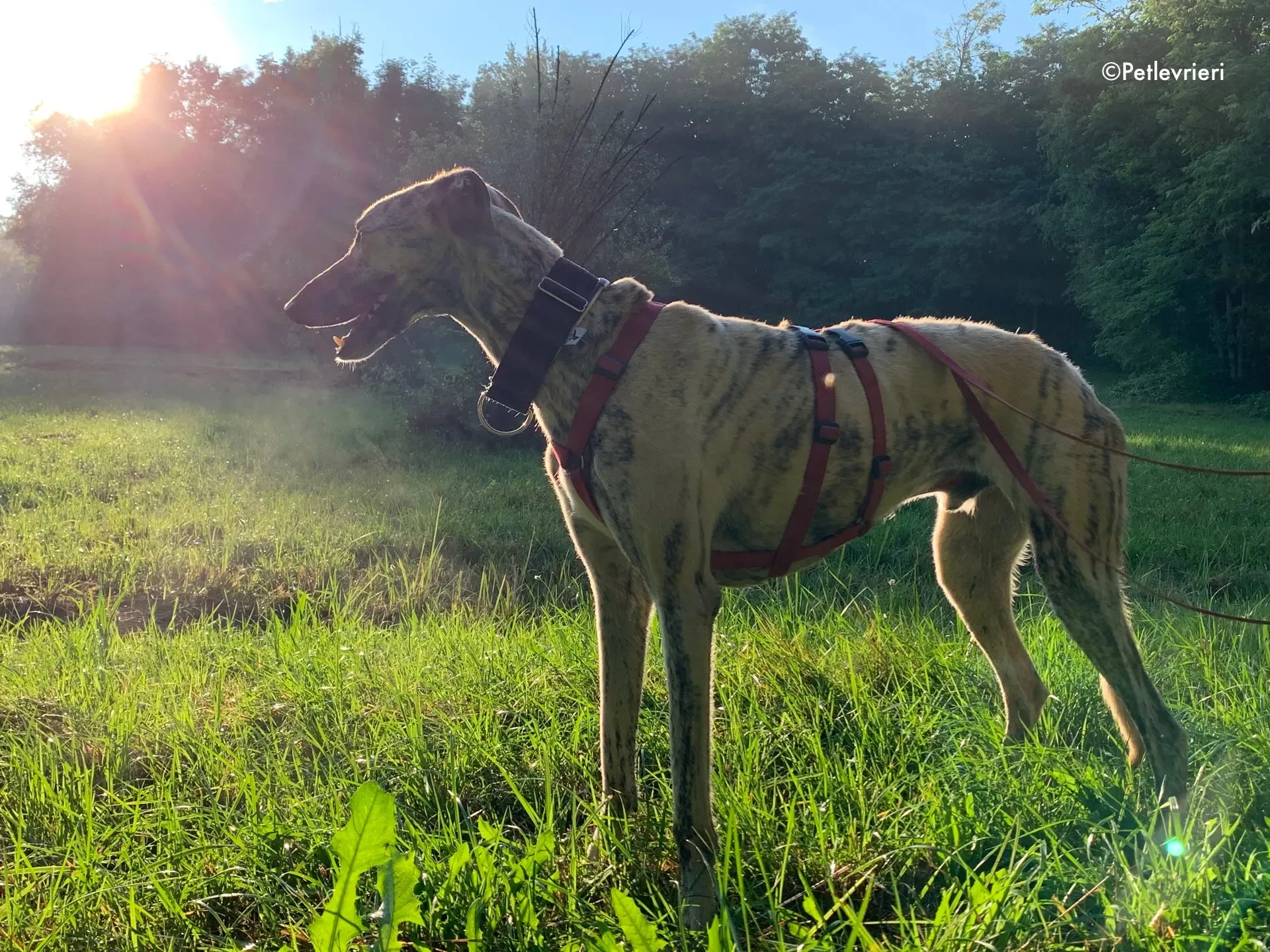 thiago adozione levrieri galgo 12