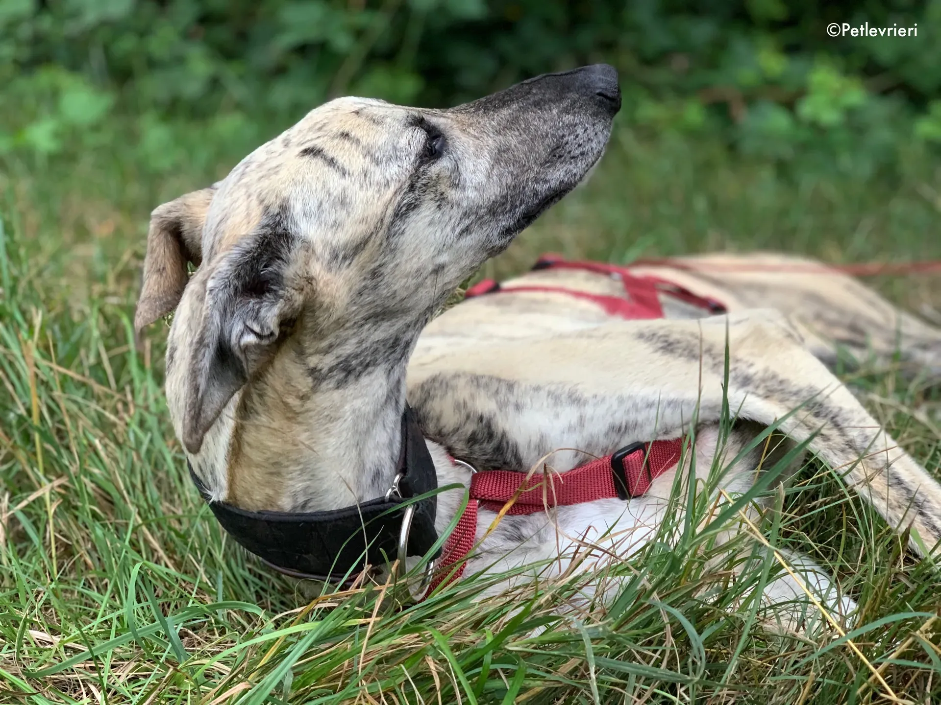 thiago adozione levrieri galgo 13