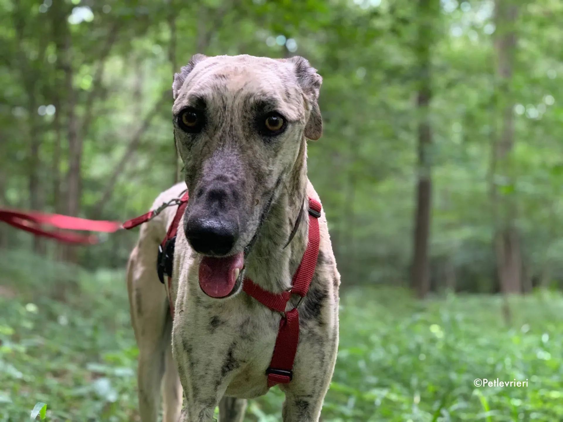 thiago adozione levrieri galgo 14