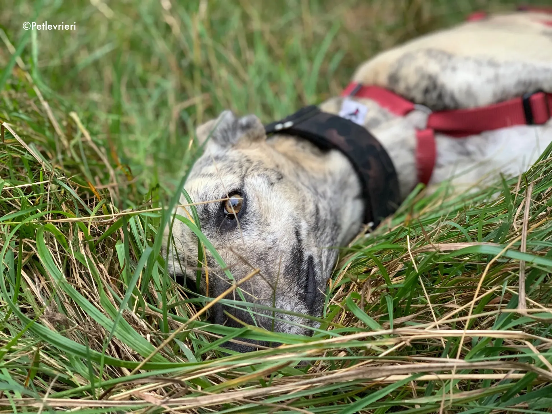 thiago adozione levrieri galgo 15