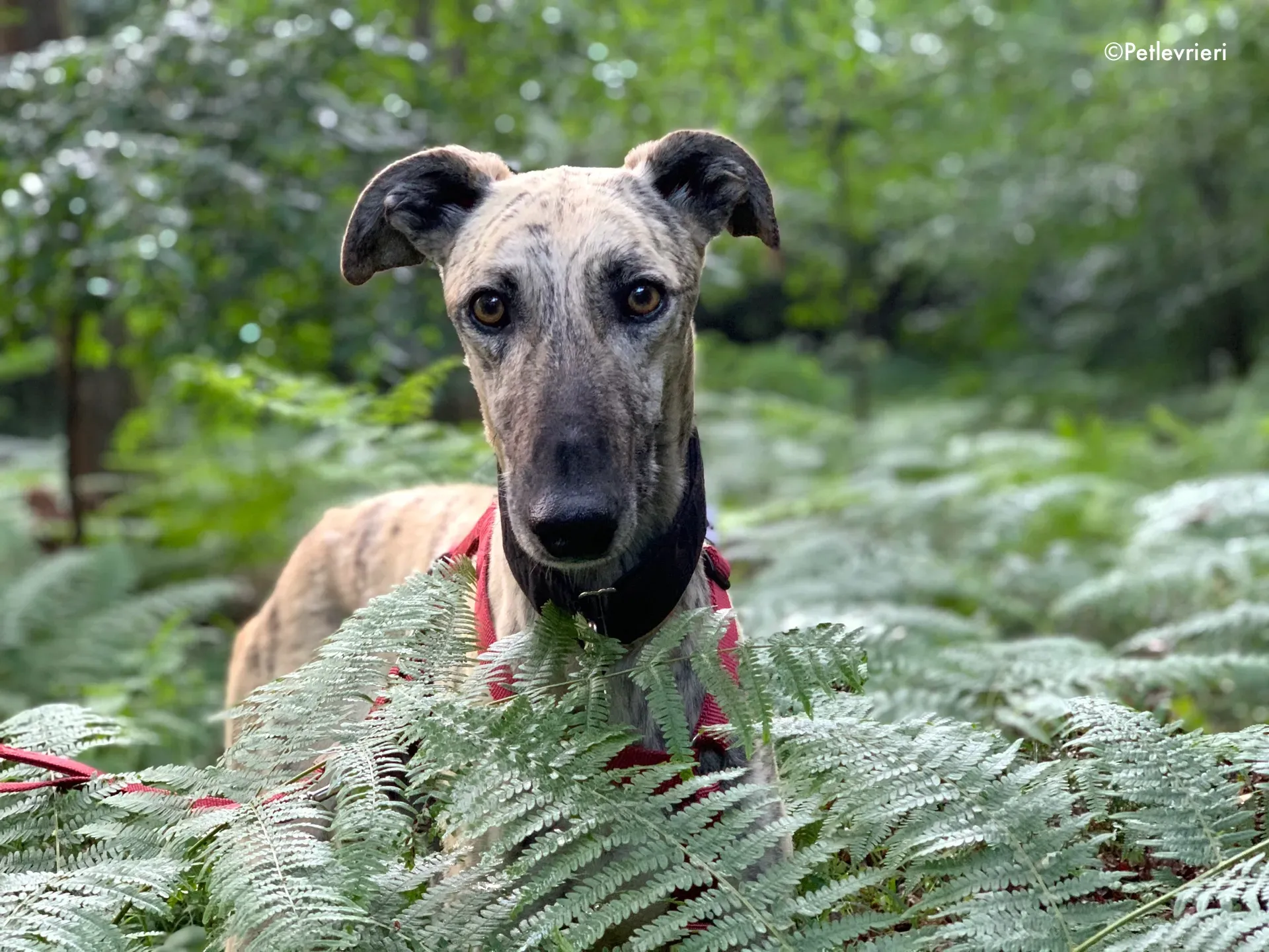 thiago adozione levrieri galgo 17