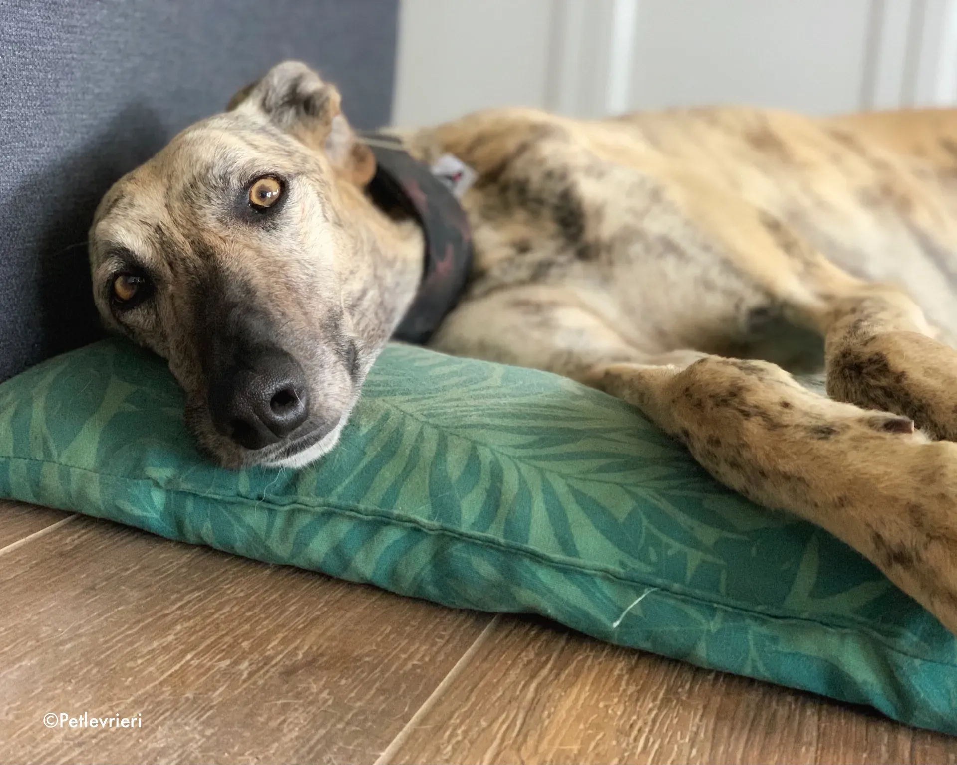 thiago adozione levrieri galgo 18