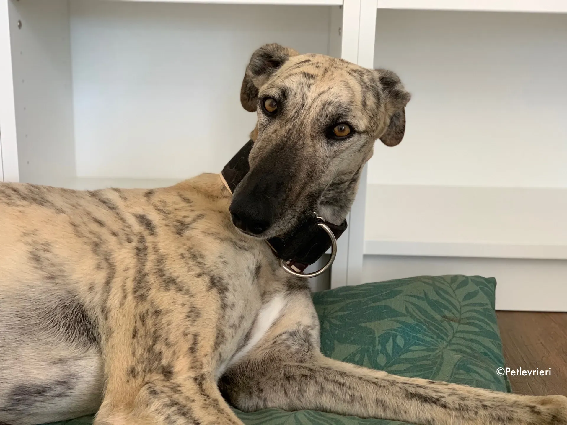 thiago adozione levrieri galgo 19