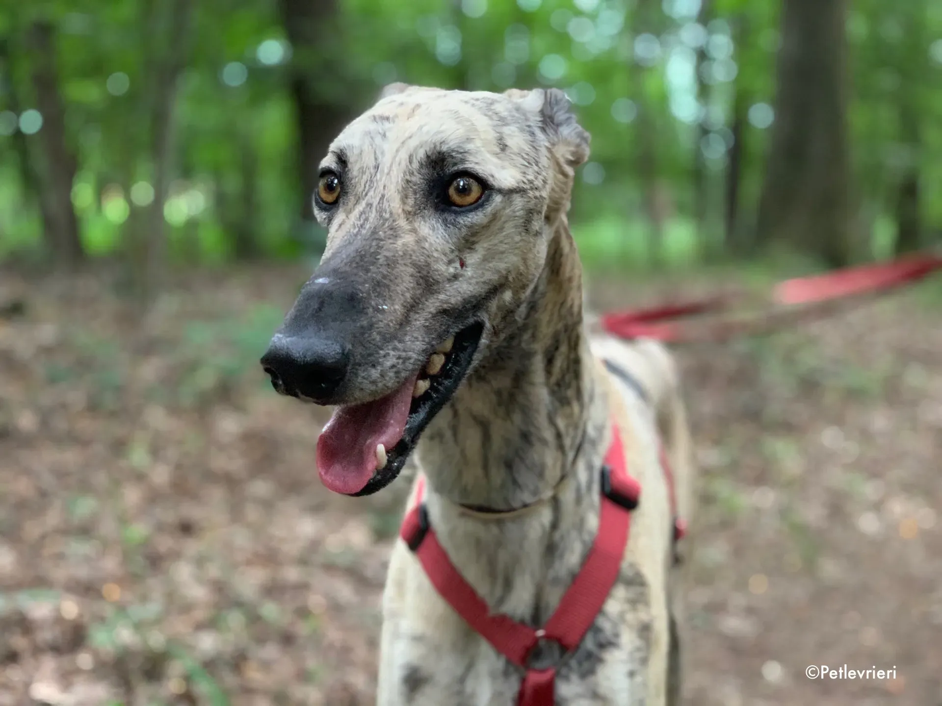 thiago adozione levrieri galgo 2