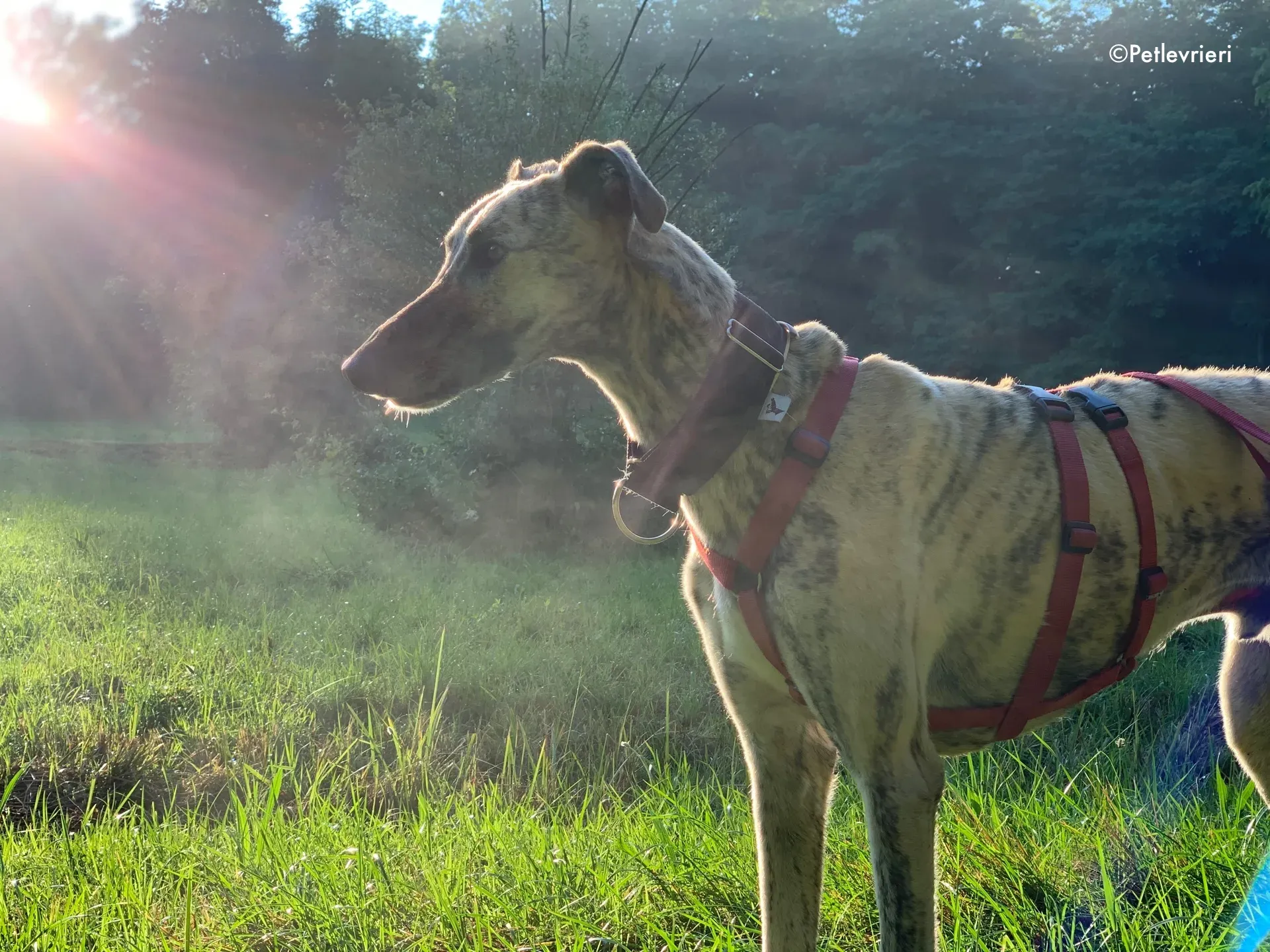 thiago adozione levrieri galgo 20