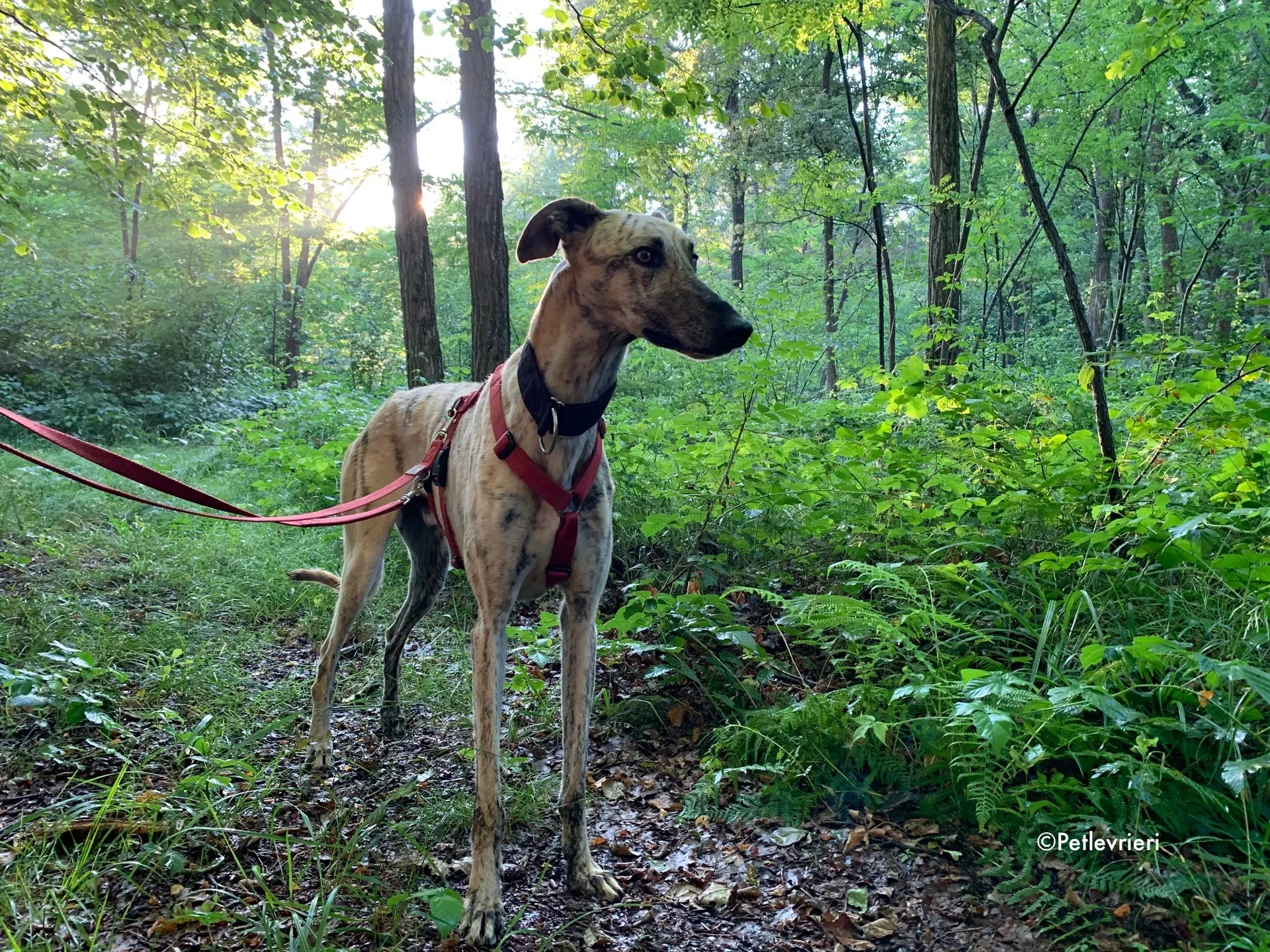 thiago adozione levrieri galgo 3 1