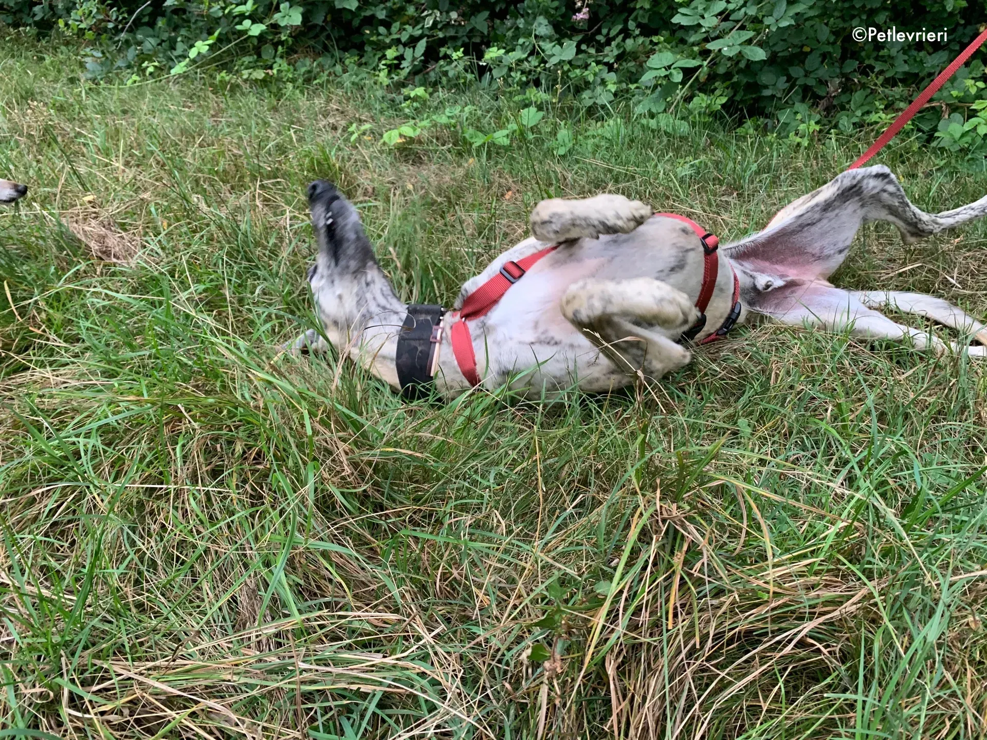 thiago adozione levrieri galgo 4 1